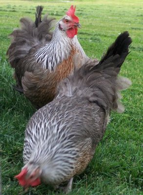 SG Dorking Hens