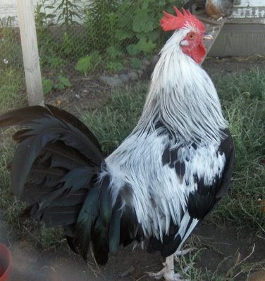 SG Dorking roo, Mr Big Stuff