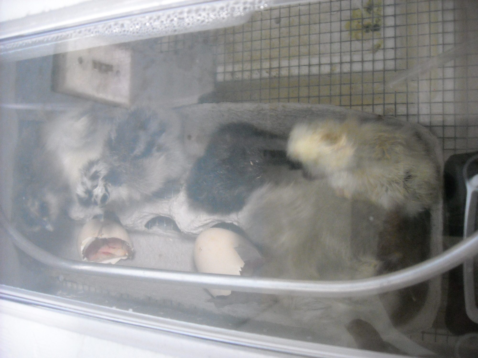 SG drying and cuddling in incubator