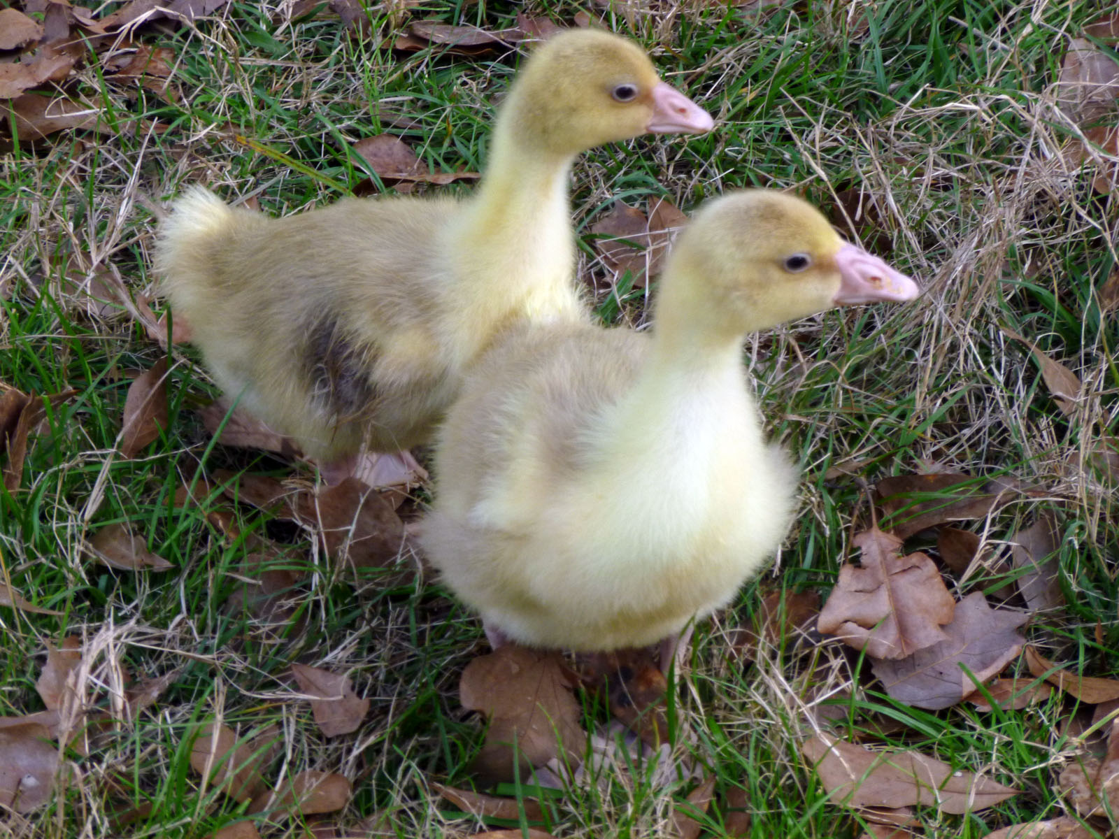 Shaazam and Bazinga's first day out.
