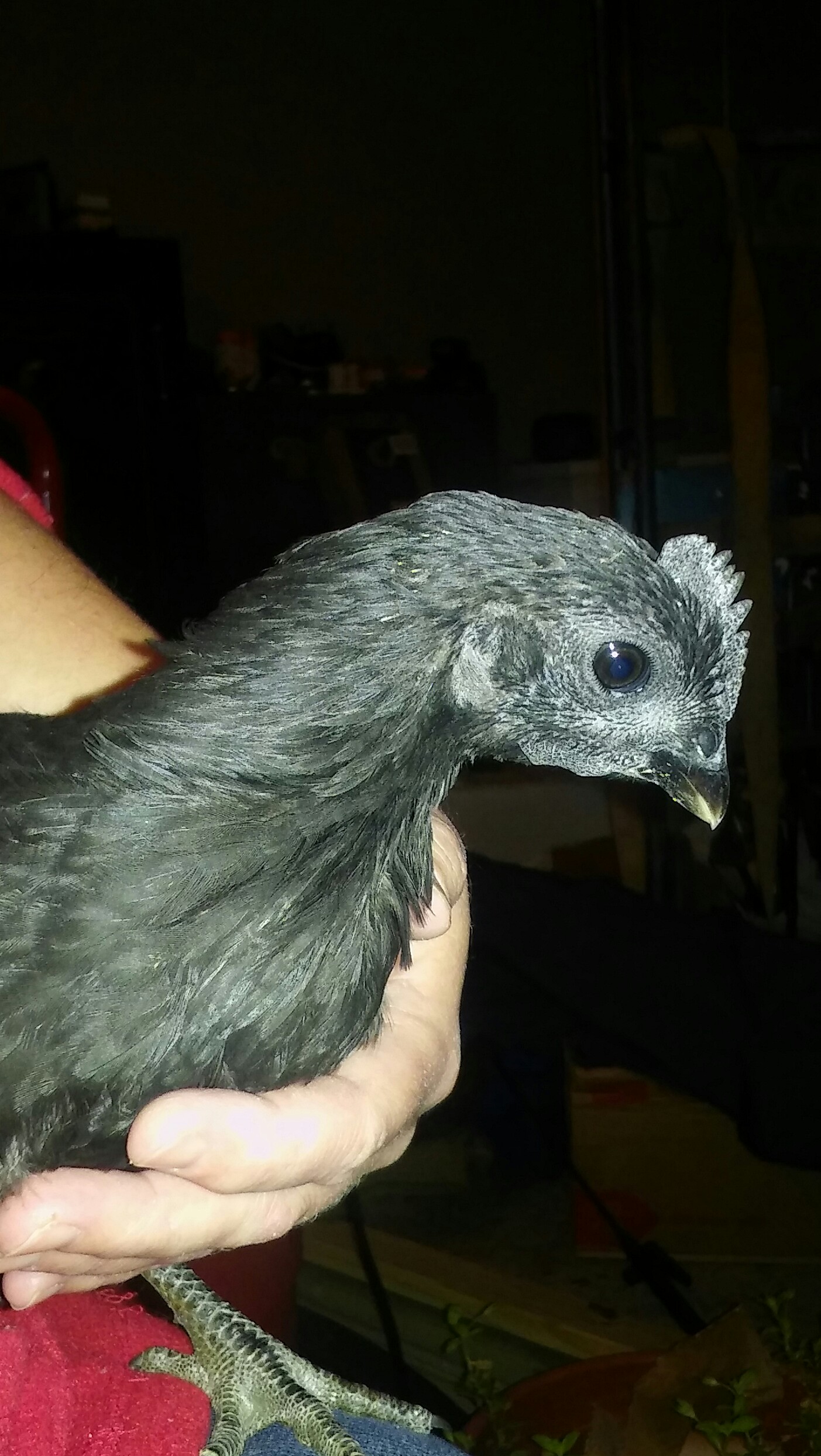 Shadow--8 weeks