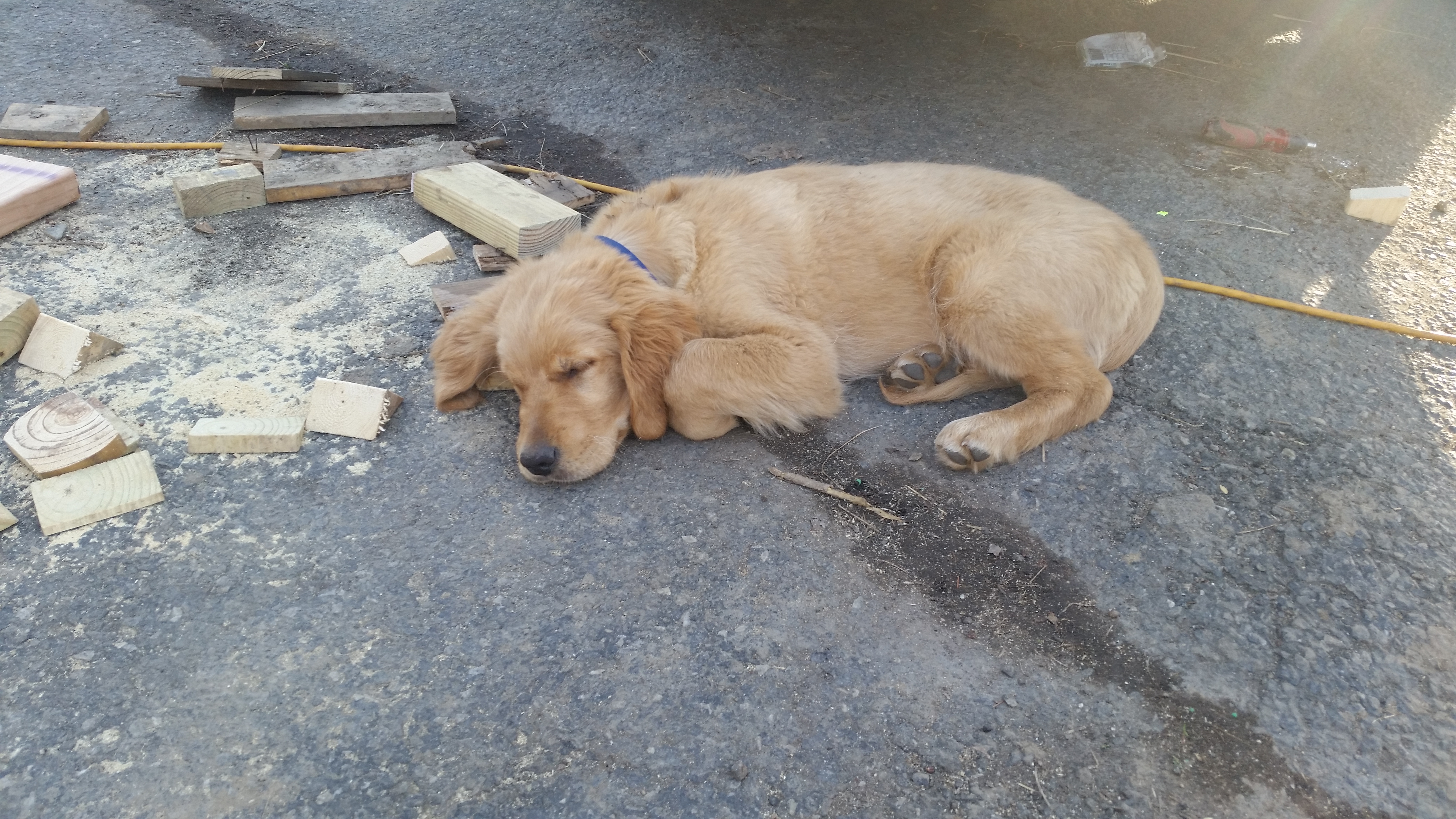 Shadow, laying down on the job :) ♡♡♡♡