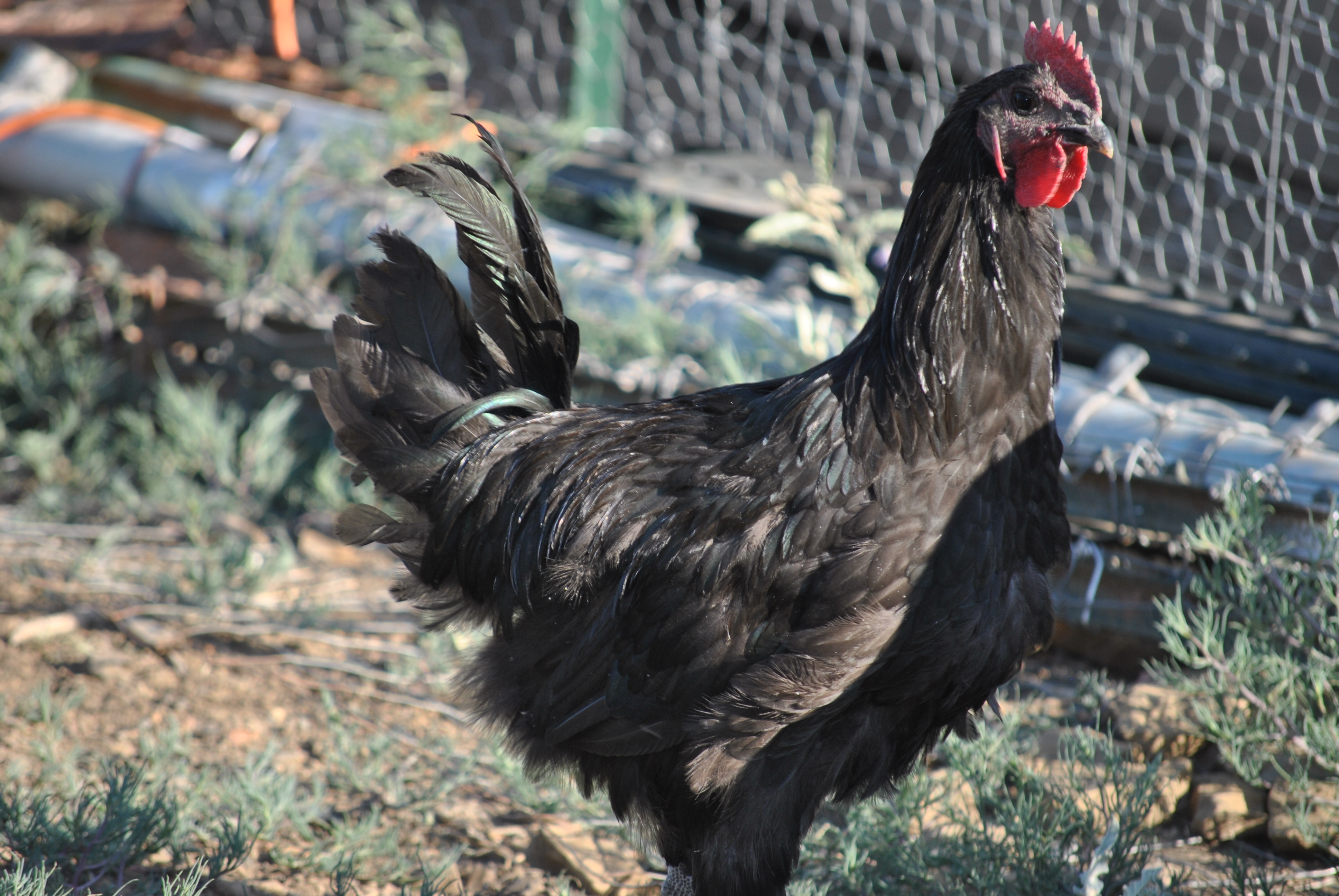 Shadow the Australorp Rooster