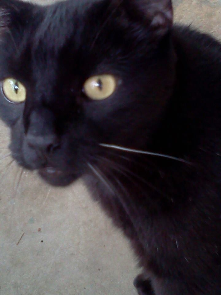 Shadow