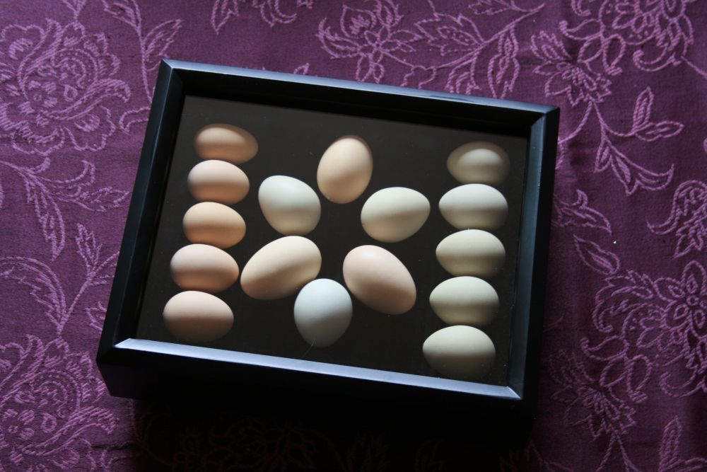 Shadowbox one.  
The tiny brown eggs along the left are my very first eggs!  Elanor's first week.  
The green ones along the right are some of my earliest green eggs, from Edith.  
The six eggs in the center are from the first day I got one egg from each girl!  Violet, Edith, Rosie, Sybil, Elanor, Mary.
