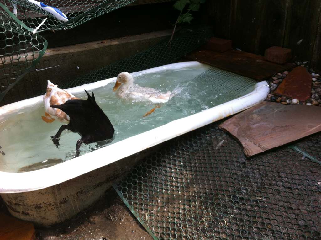 Shadow's duck tail upended in a fresh bath