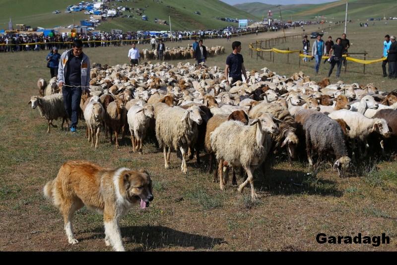 Shahsevan
Azerbaijan