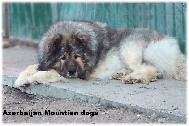 Shahsevan
Azerbaijan
