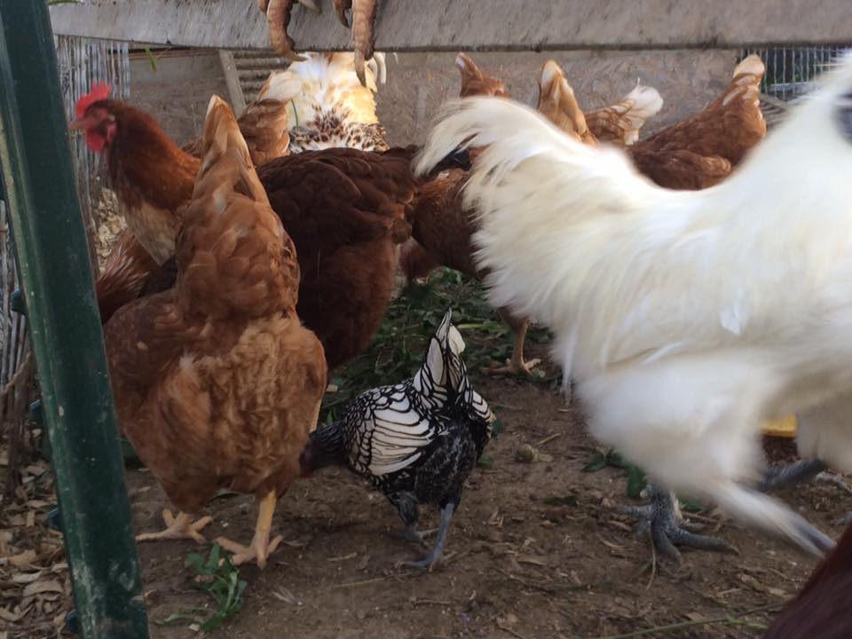 Shake a tail feather!