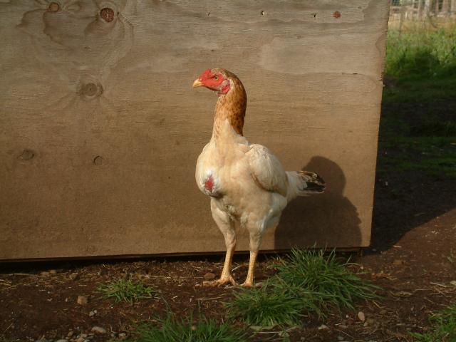 Shamo hen named Mongolia. Dearly miss her.