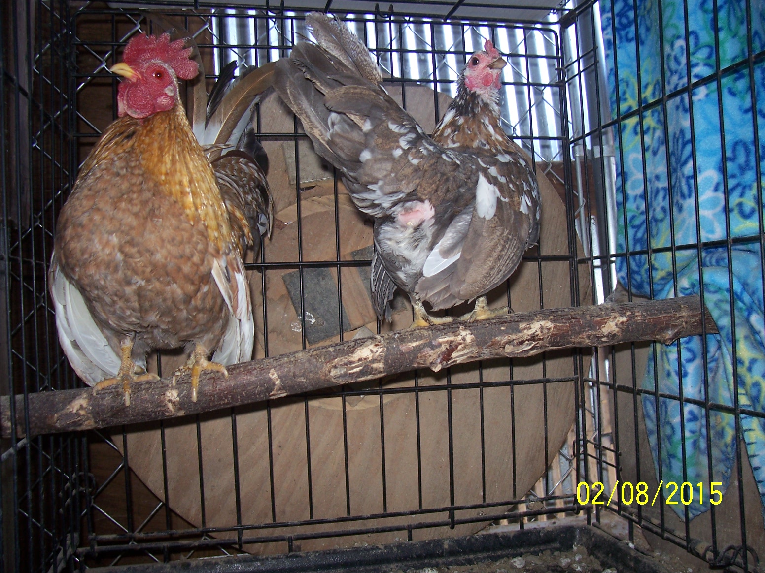 Shane and Motley
