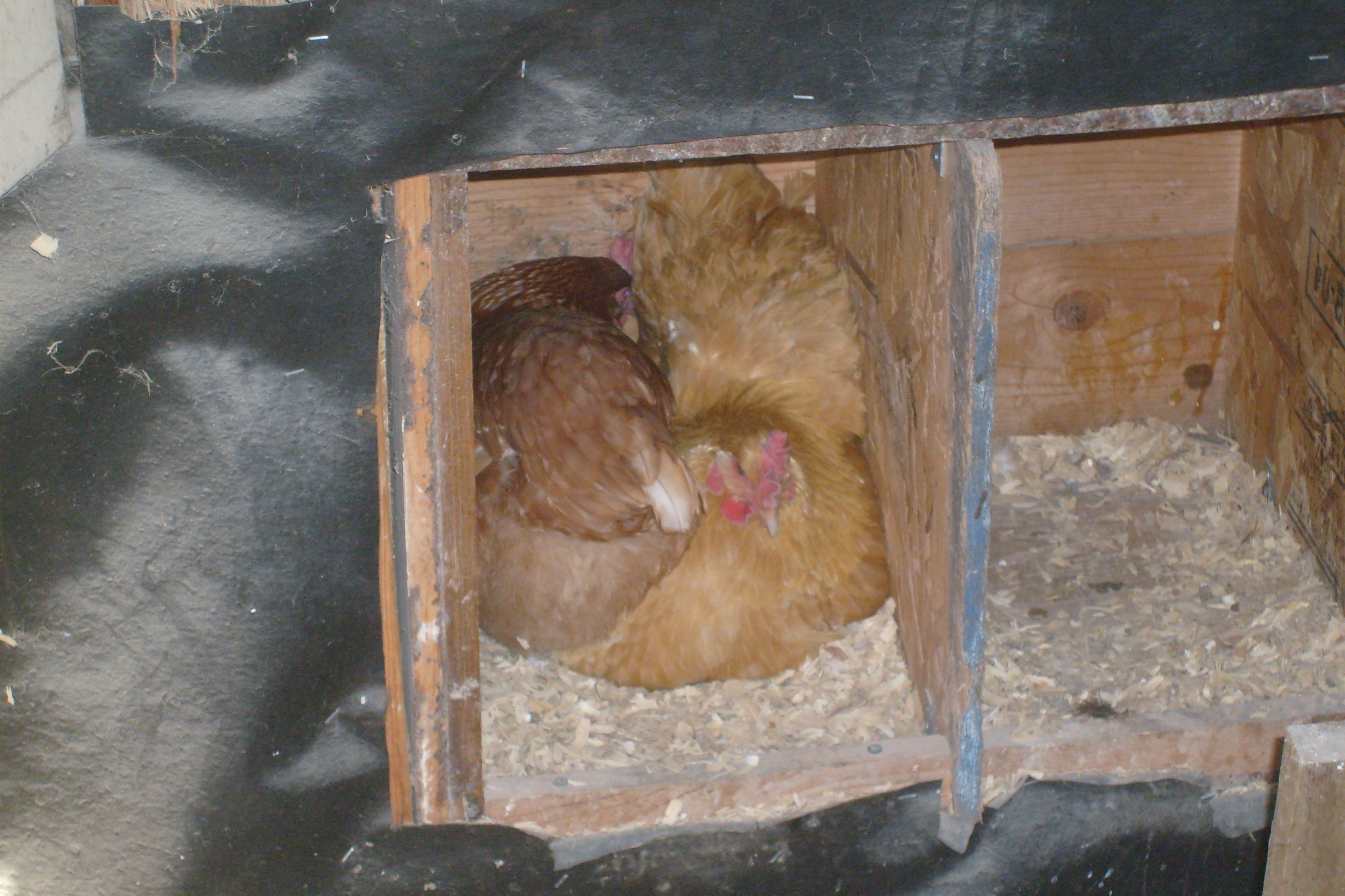 sharing a box