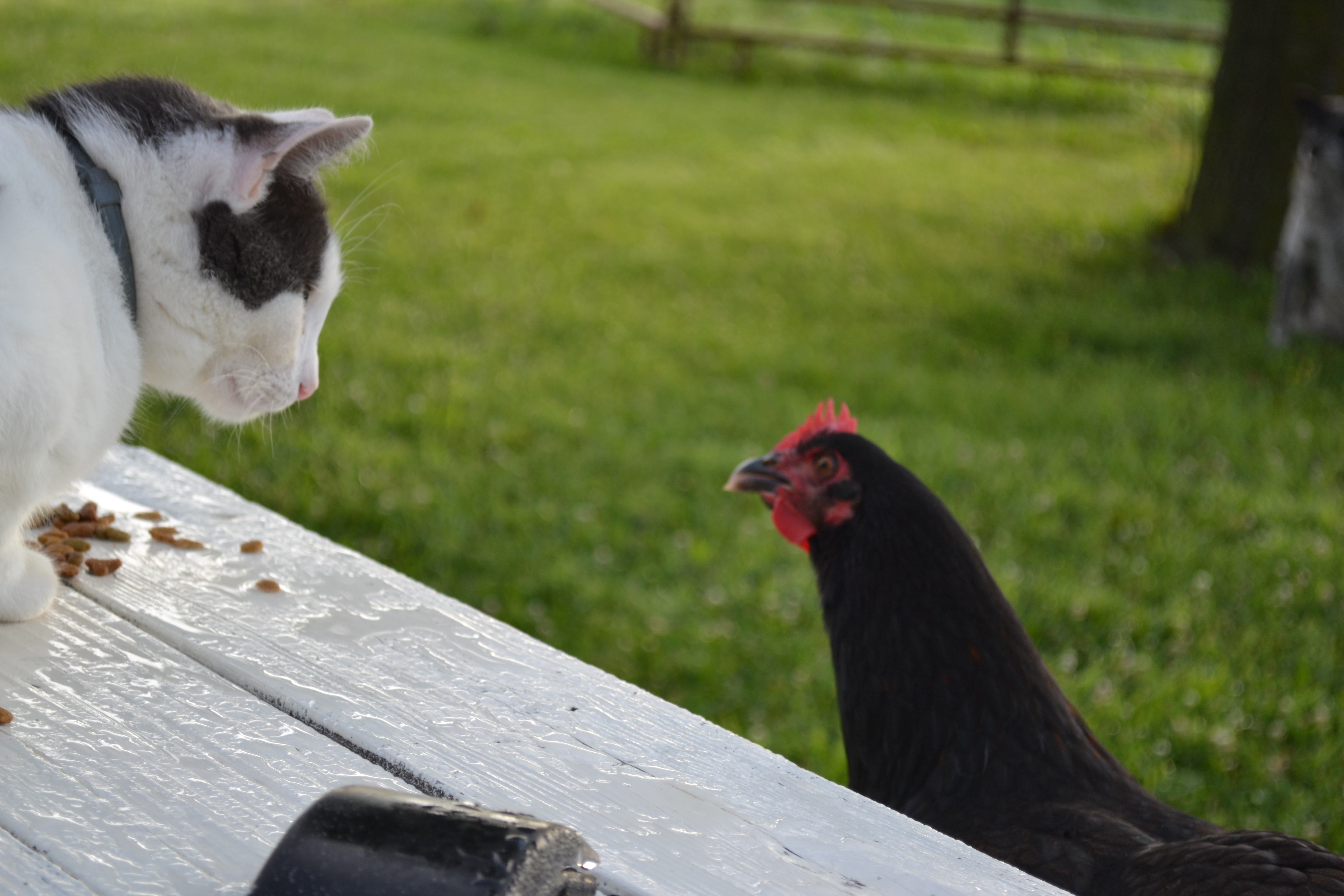 Sharing breakfast with Stickers
