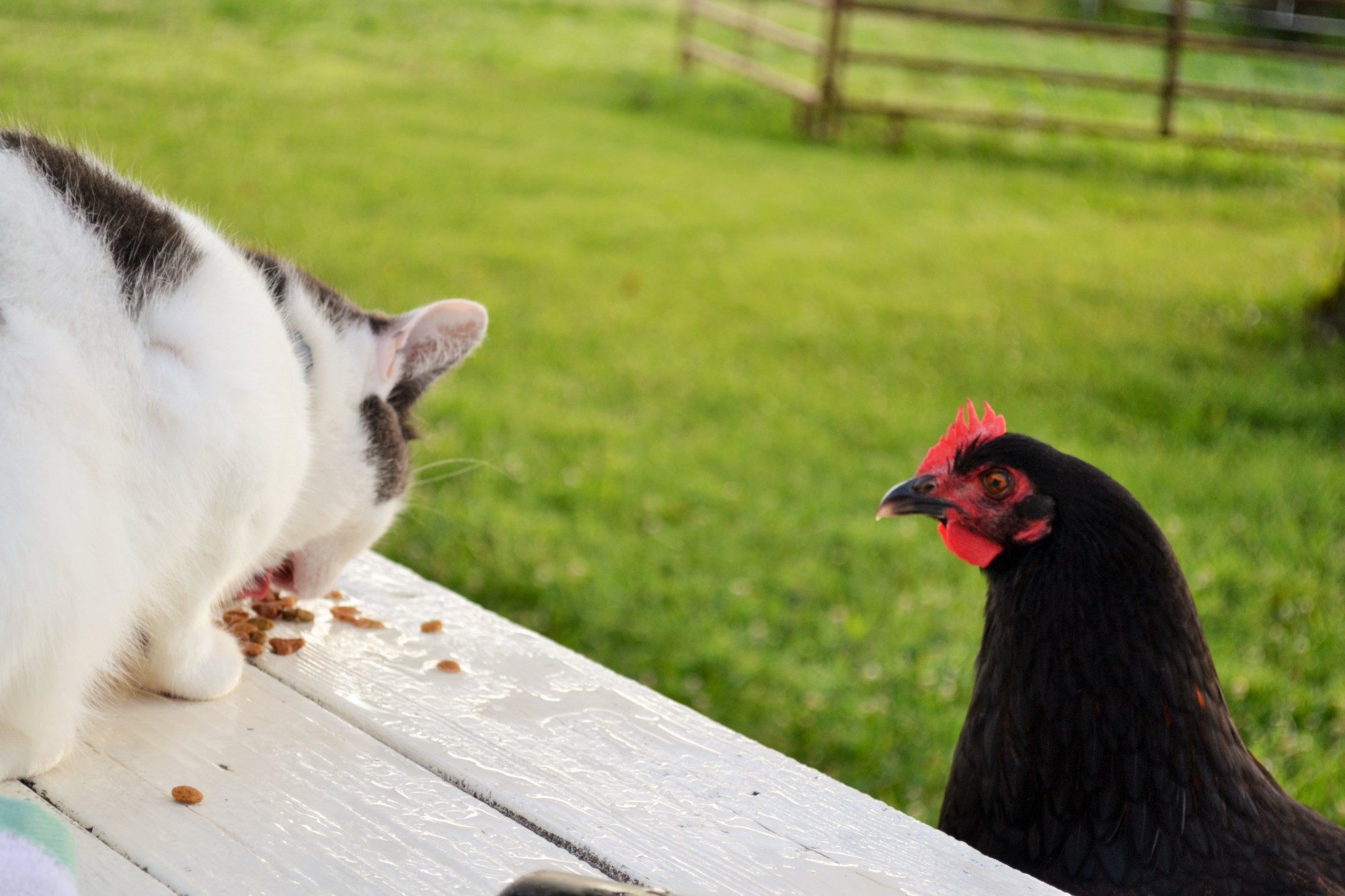 Sharing breakfast with Stickers