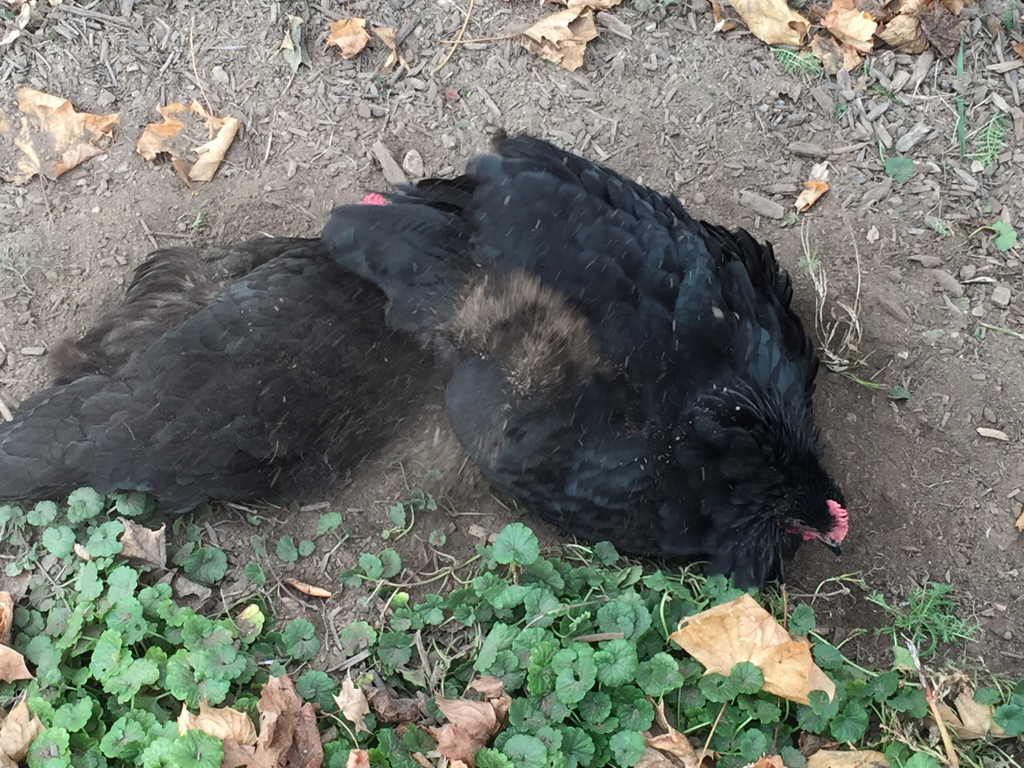 Sharing the dust bathtub.