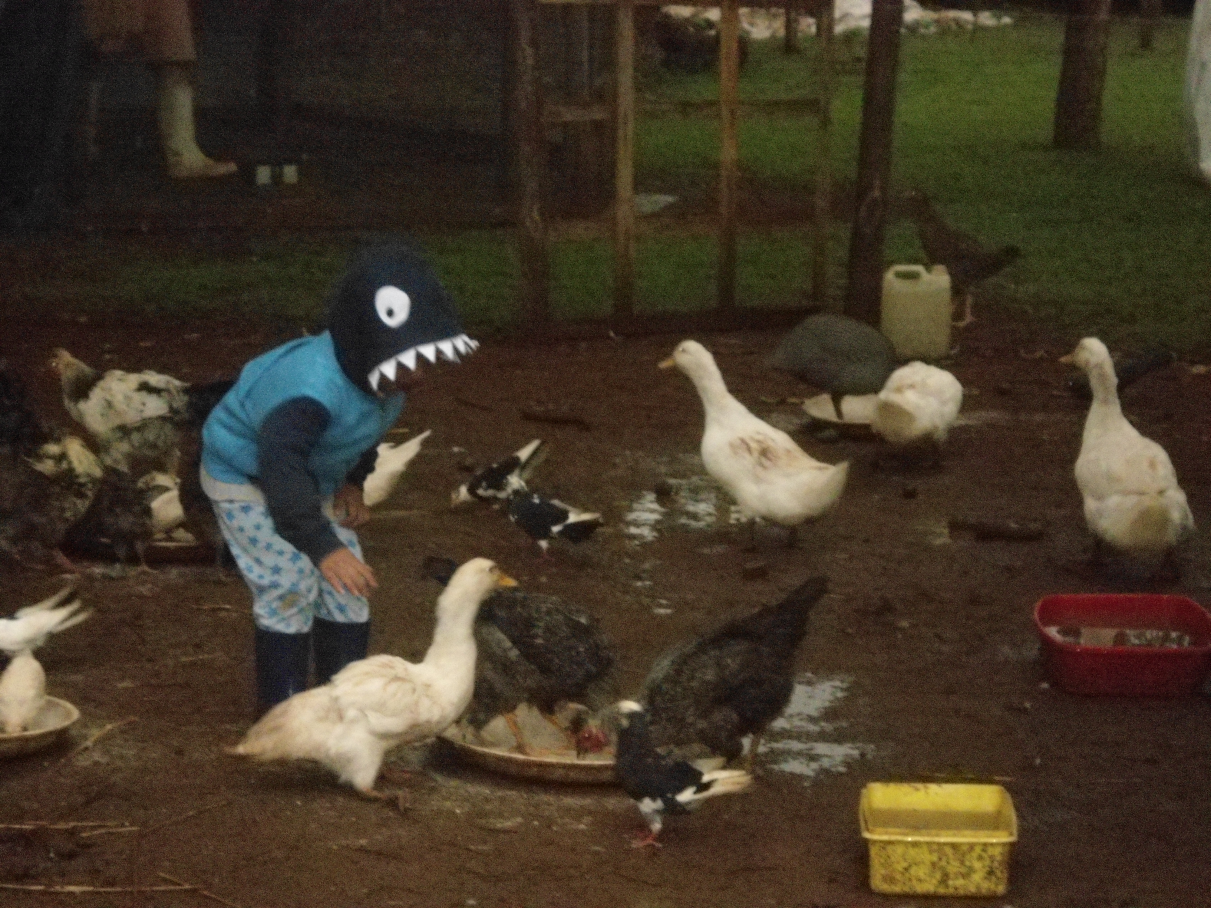 Shark with ducks...