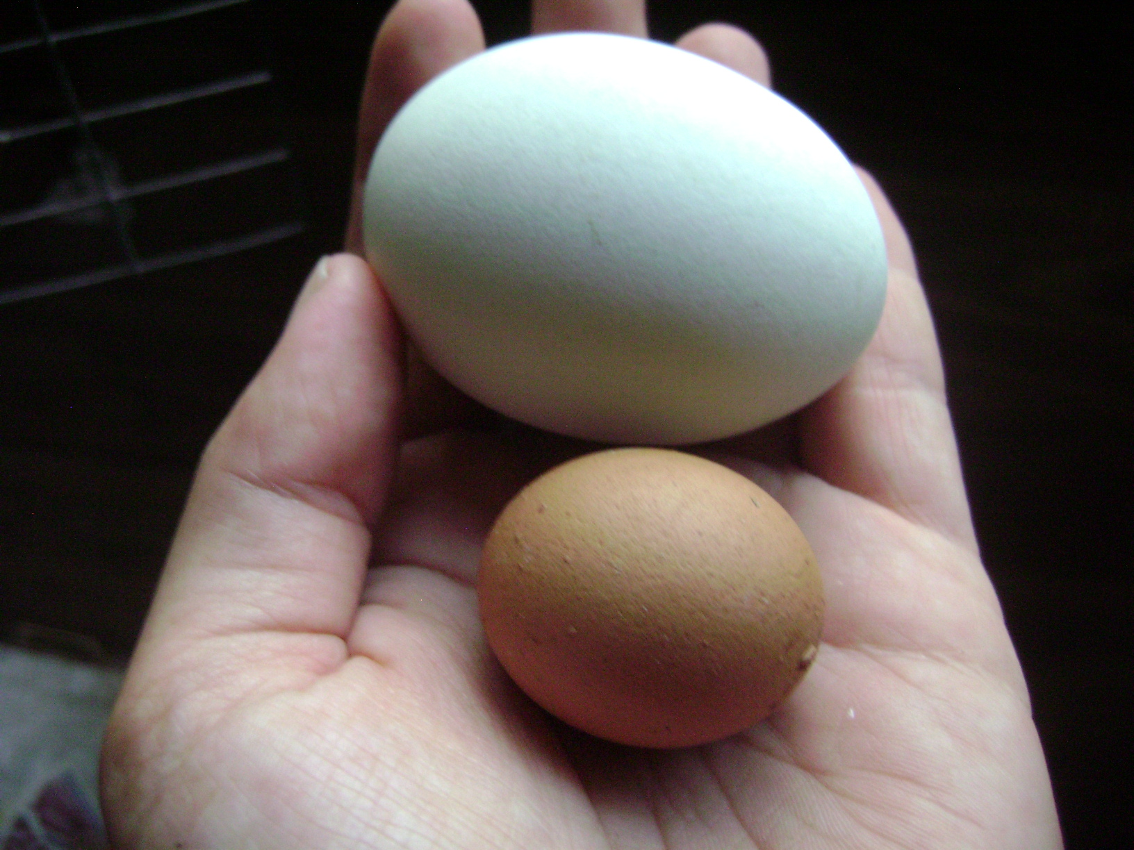 Sharmas tiny egg compared to my EE lap hen cocoa's egg!  The blue egg was a "large"