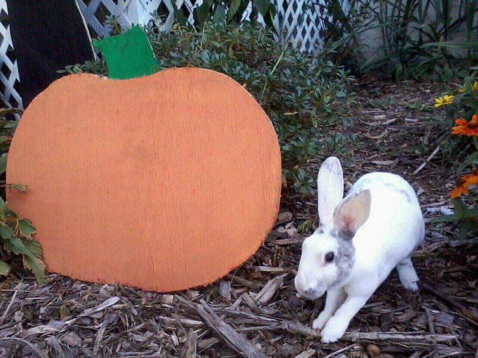 Sharpie the mini rex