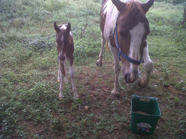 Shawnee with her newest filly, Maralah, on 5.30.12.  Maralah is an Indian name meaning "born during an earthquake", and she was born about the time we had several earthquakes here in East Texas.