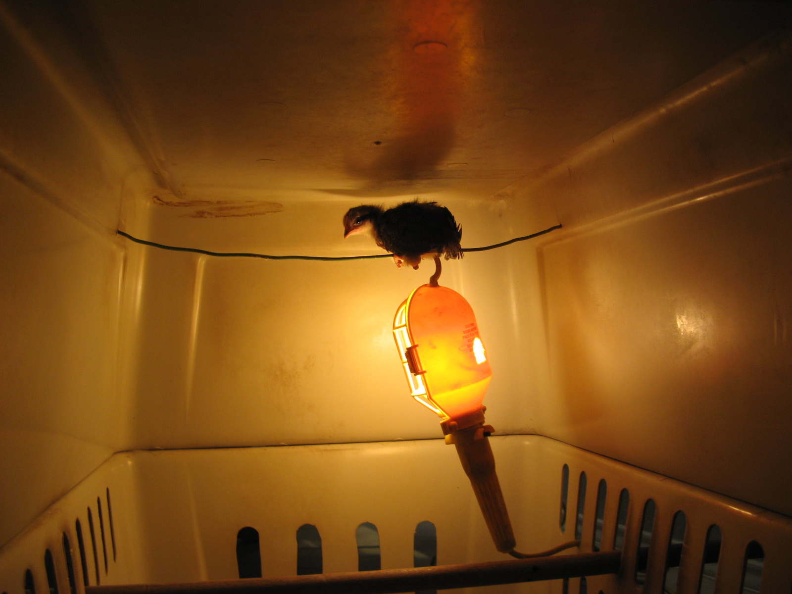 She can fly at 2 weeks old and she wanted a roost.  So she flew up to the wire holding the light.