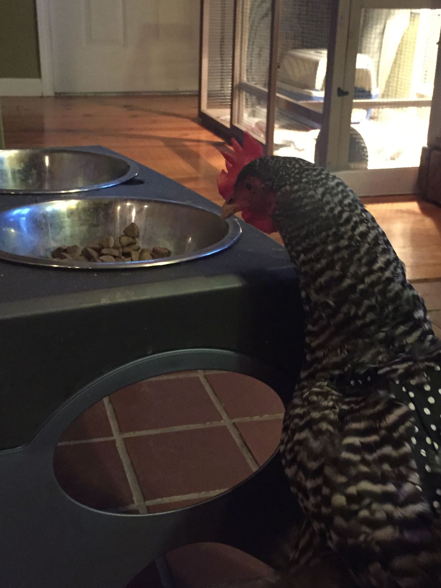 She discovered the dog's dish- which sometimes has leftover food in it.