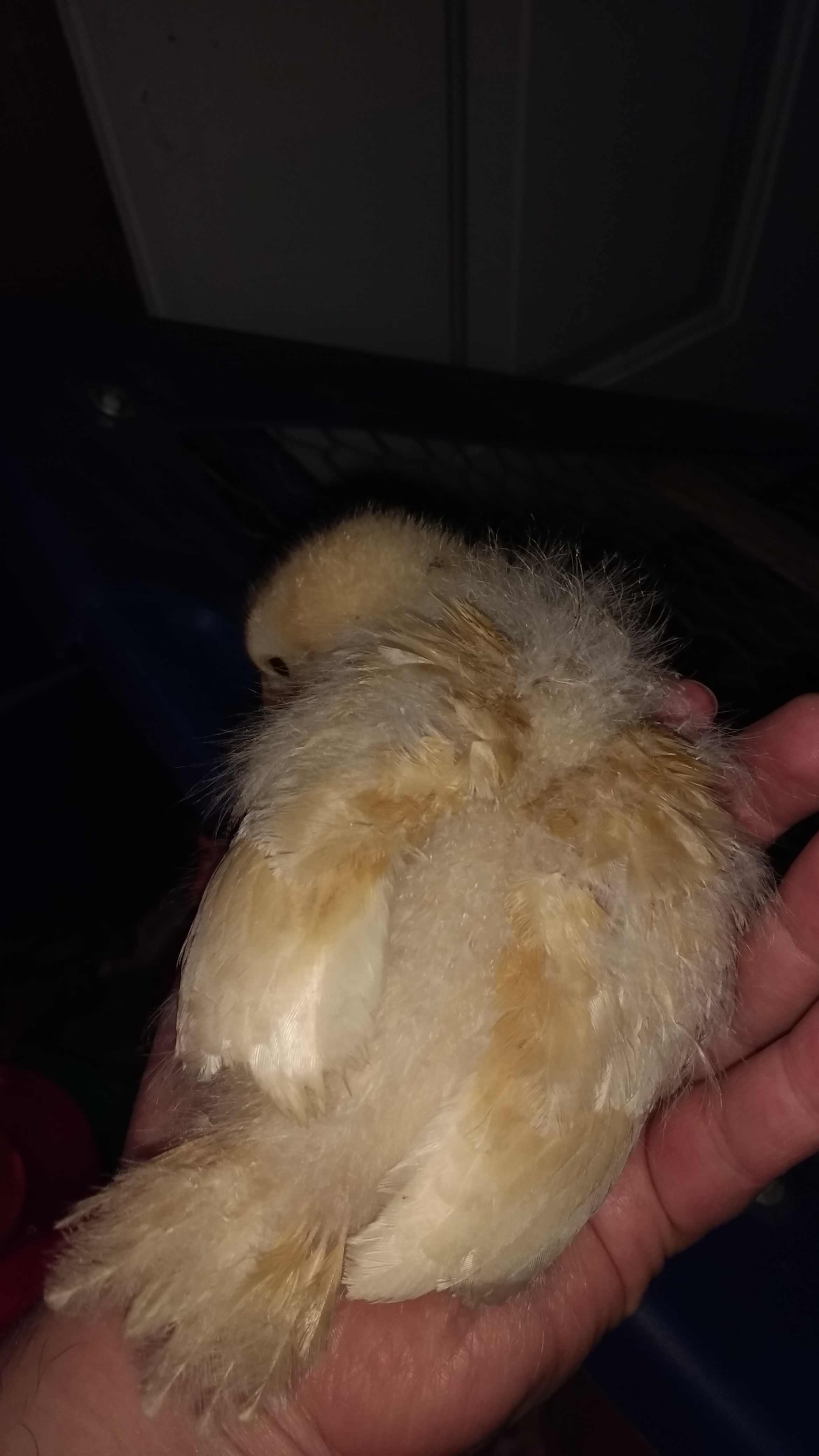 She doesn't care to face me or be held. Some times I doubt she's actually a Buff Orpington.
