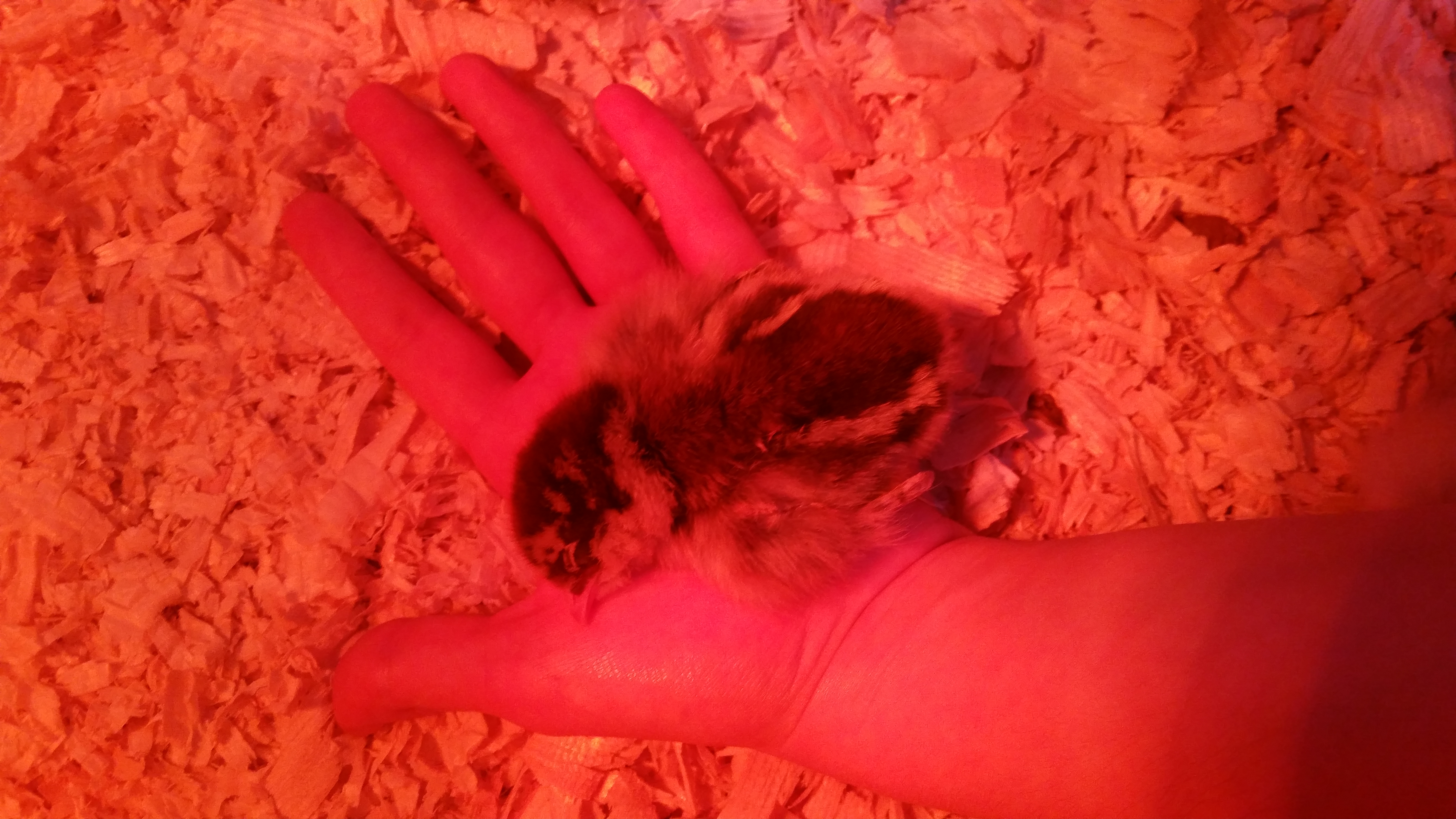 She fell asleep in my palm and refused to move. It was a crime to move my hand.