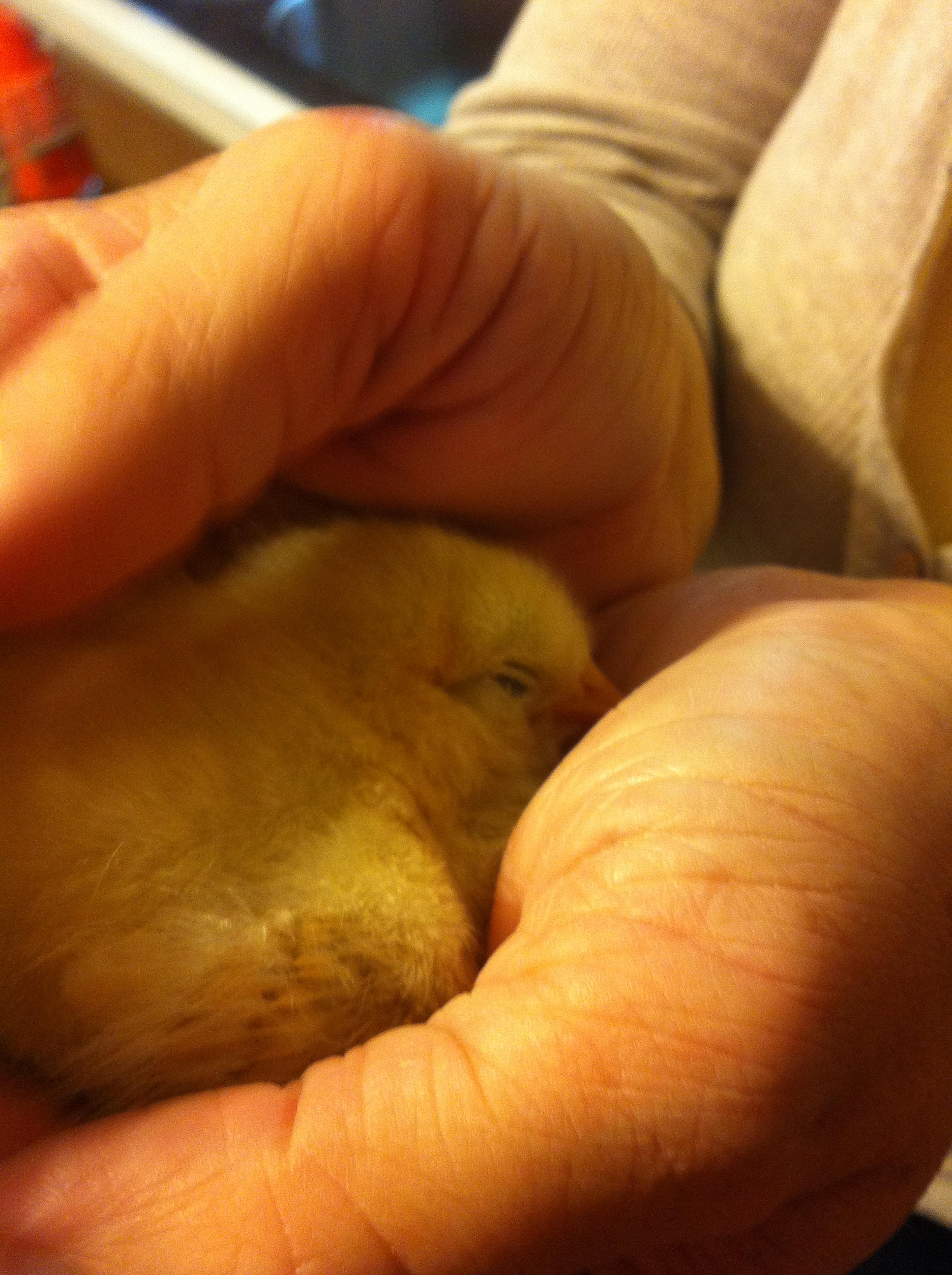 She fell asleep in my wife's hand.