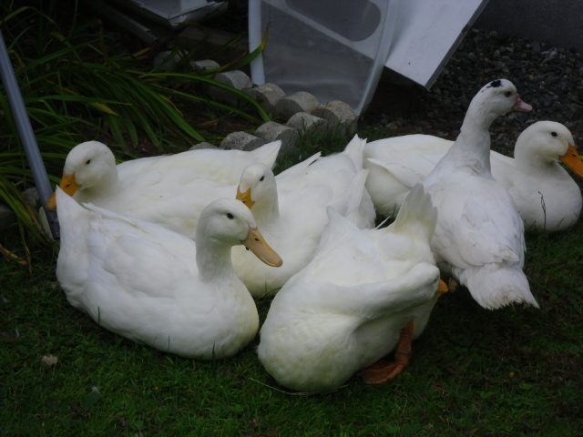 She fits right in!  They were born in April and have just started laying eggs on the 20th of April!  Already 4 but it's a start!