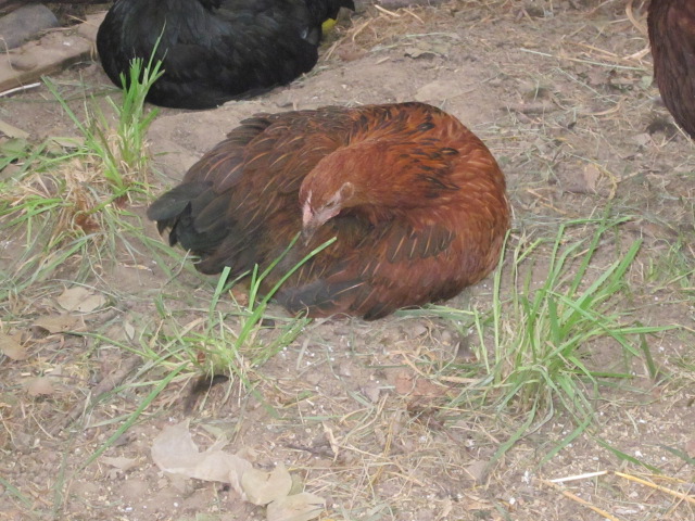 She has the markings of a Black Star but we were told something different. Her name is Clickity Clack Cluck.