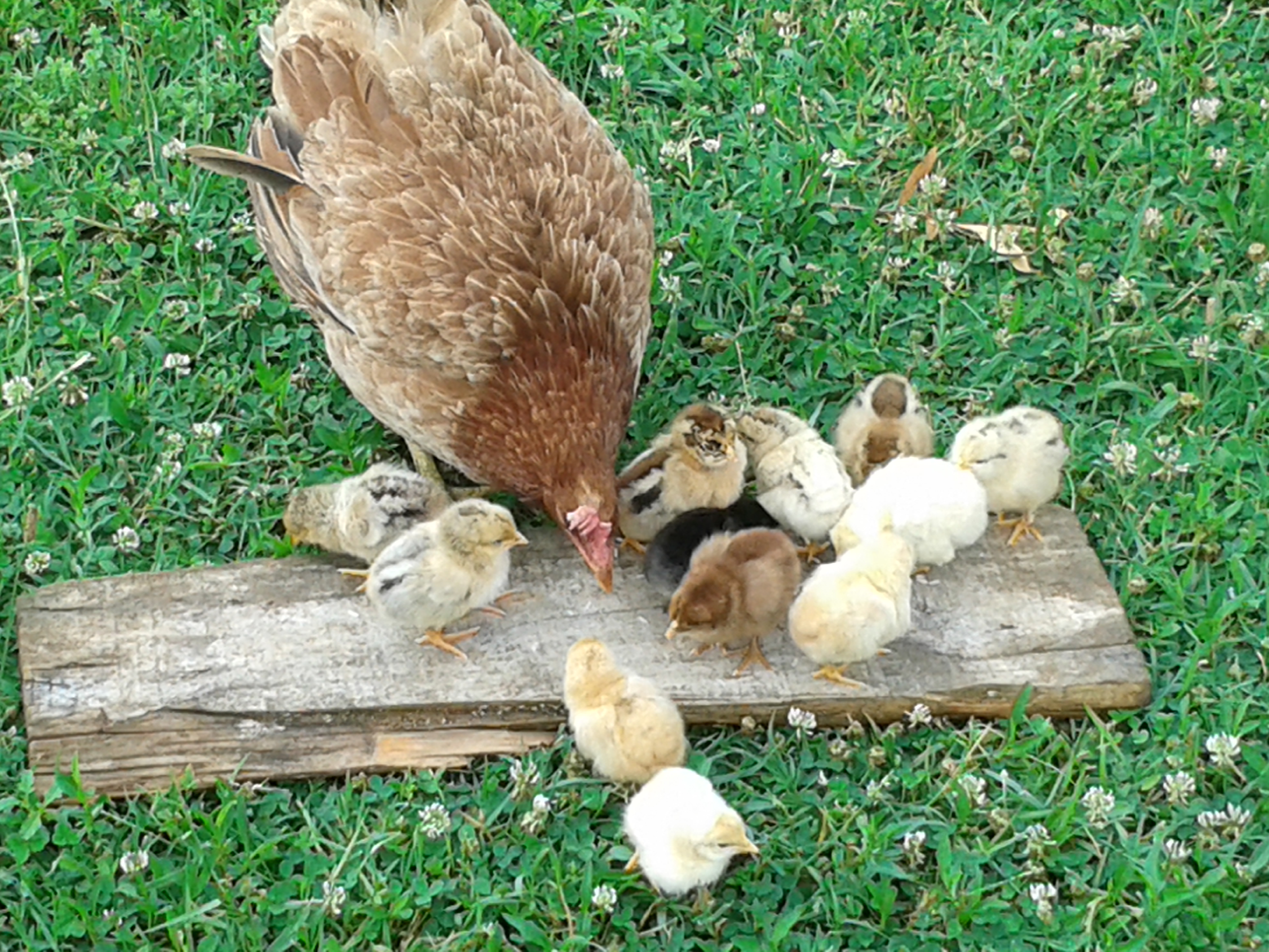 she hatched 12 colourful chicks.. they are a week old today... a day after the photo was taken I lost the black one.