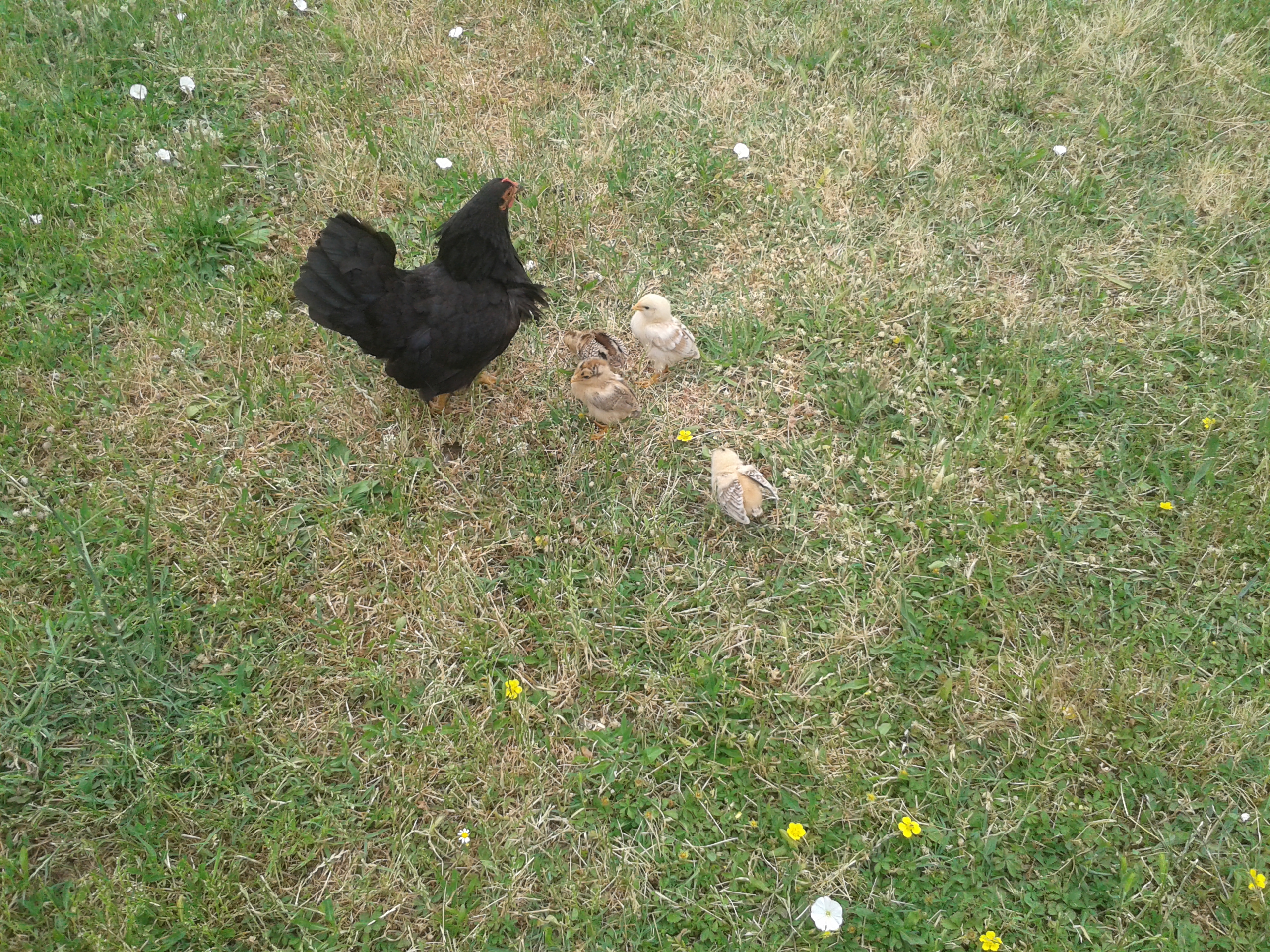 she hatched 5 chicks in January. they were all growing so fine but one day a howk took 4 of them. she remained with just one chick