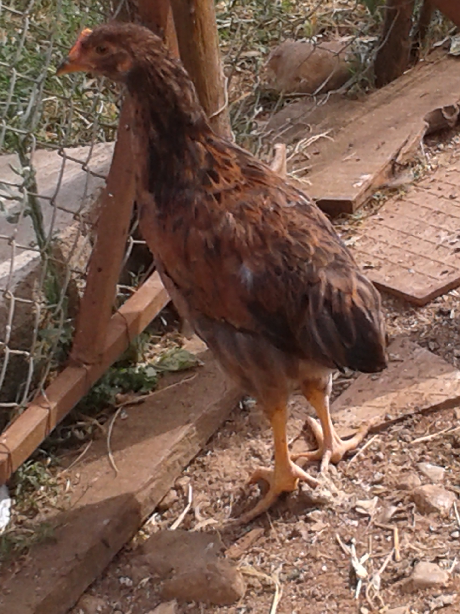 she is a beautiful pullet. It's a mix between Igor (who is completely  mix breed) and a white leghorn hen. hope she developes a big comb when she starts laying because I love hens with a big comb. :)