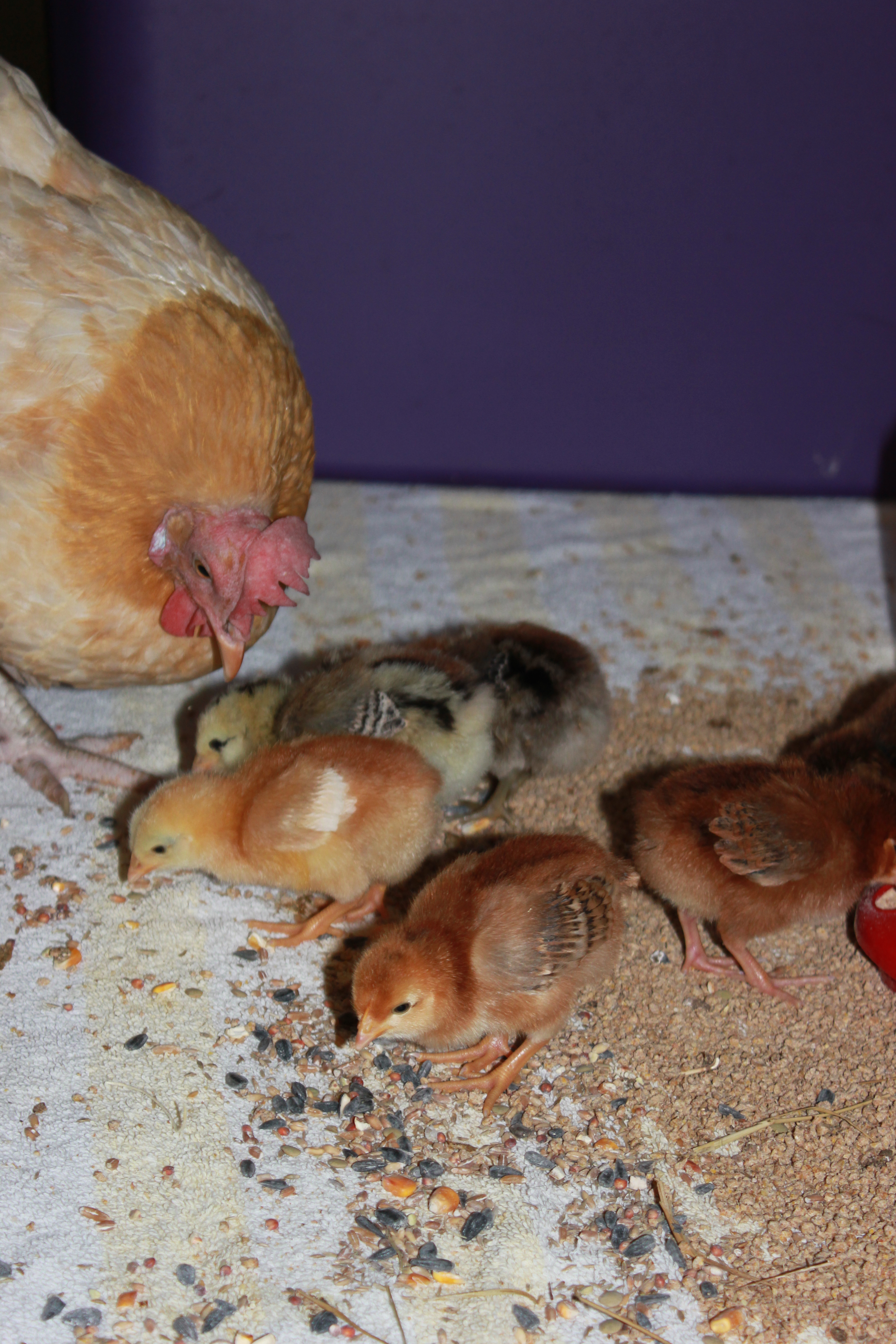 She is a great mama--watched them so closely.