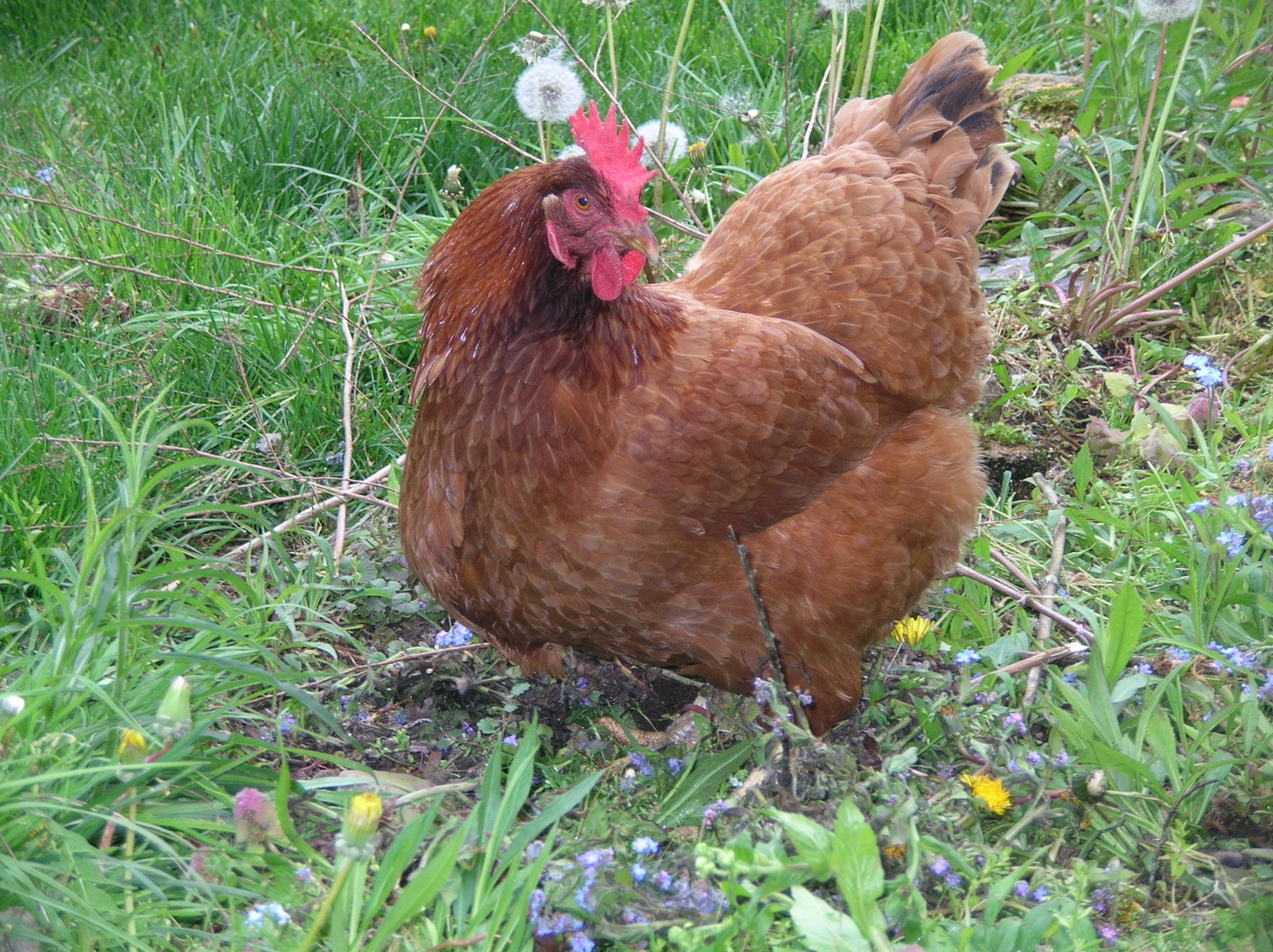 She IS a super model as far as chickens go.