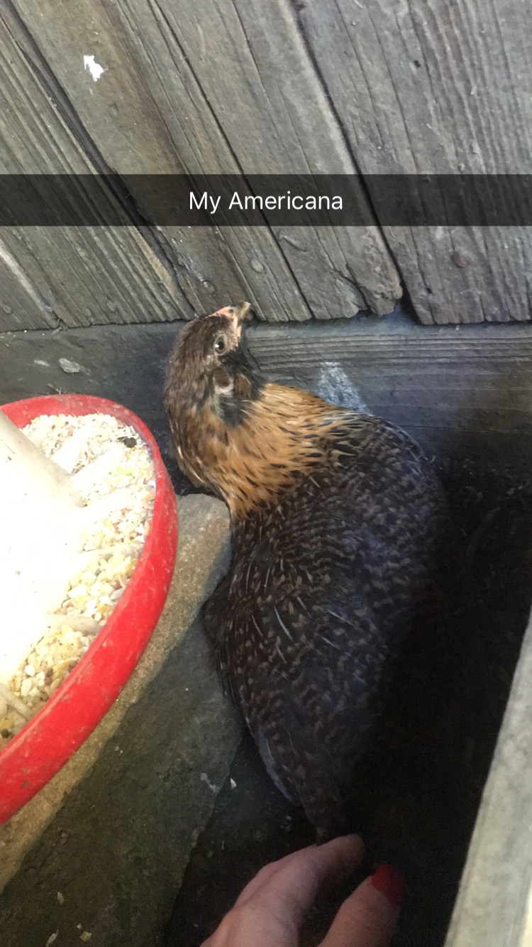 she is about a month and a half here