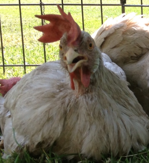 She is all zenned out in a dust bath moment.  Love the expresion