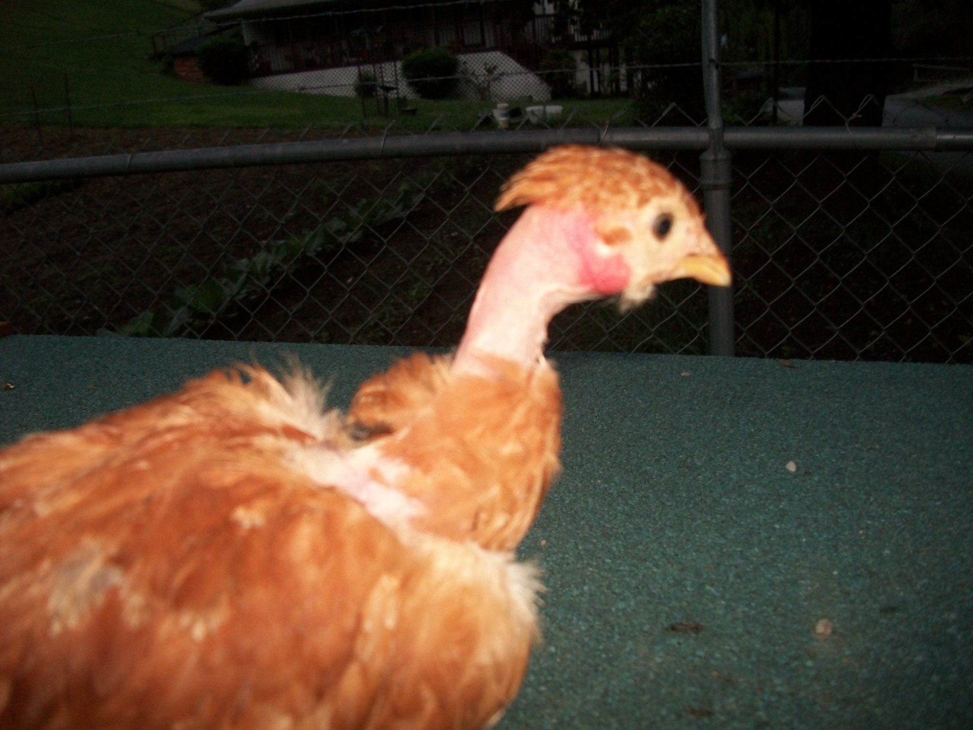 She is as Sweet as her name Candy Cane