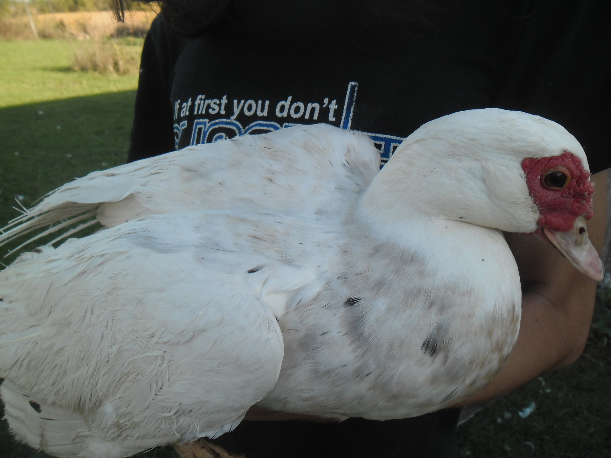 she is molting, and was grumpy about being handled.