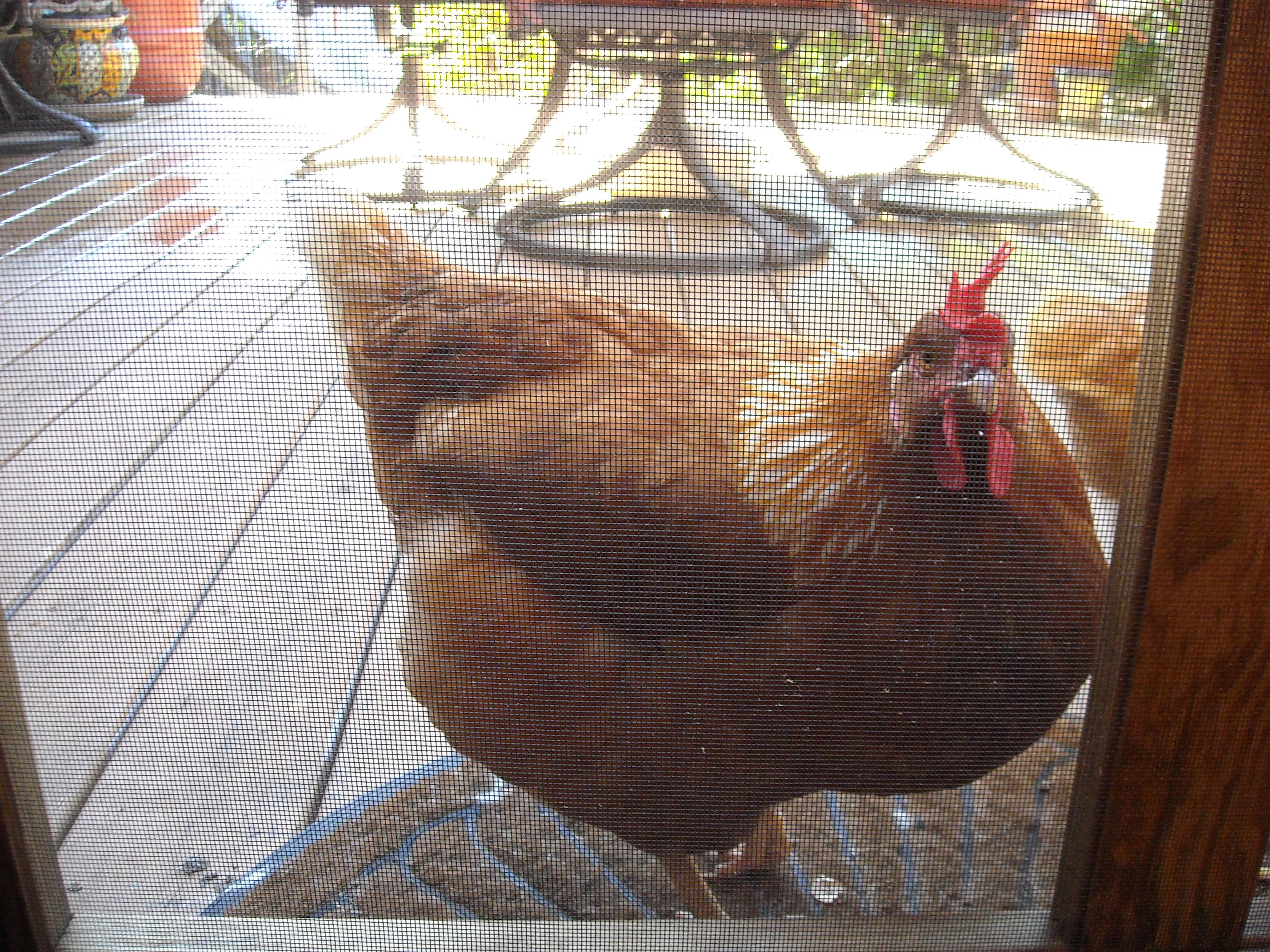 She is not happy. Go be a chicken for Pete's sake!