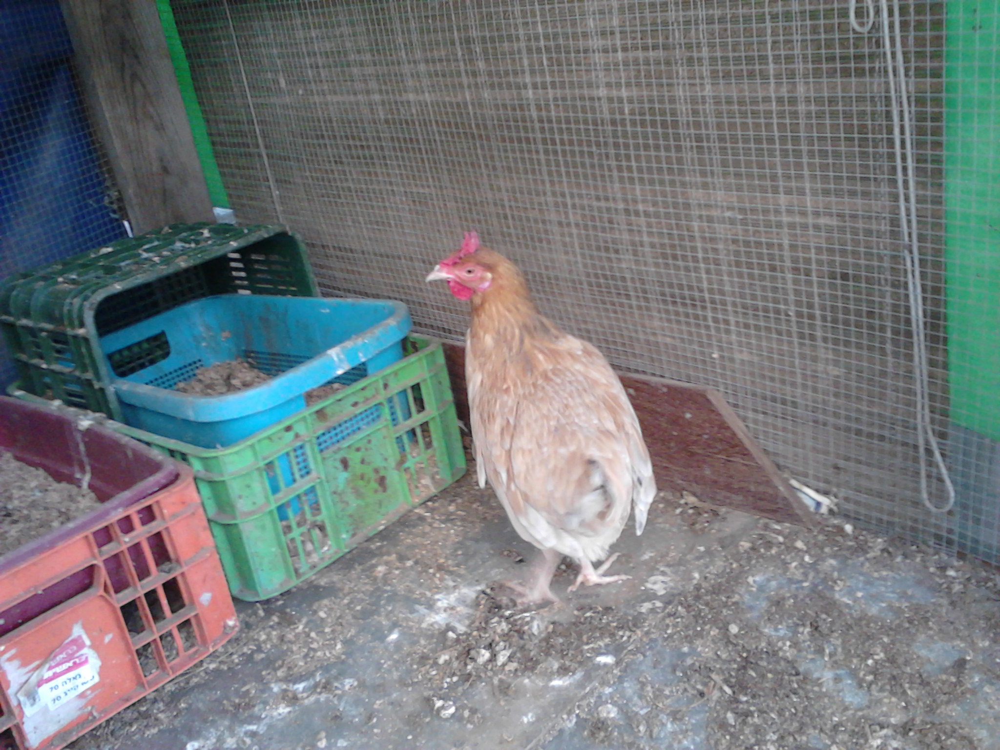 she is one of the two rescues