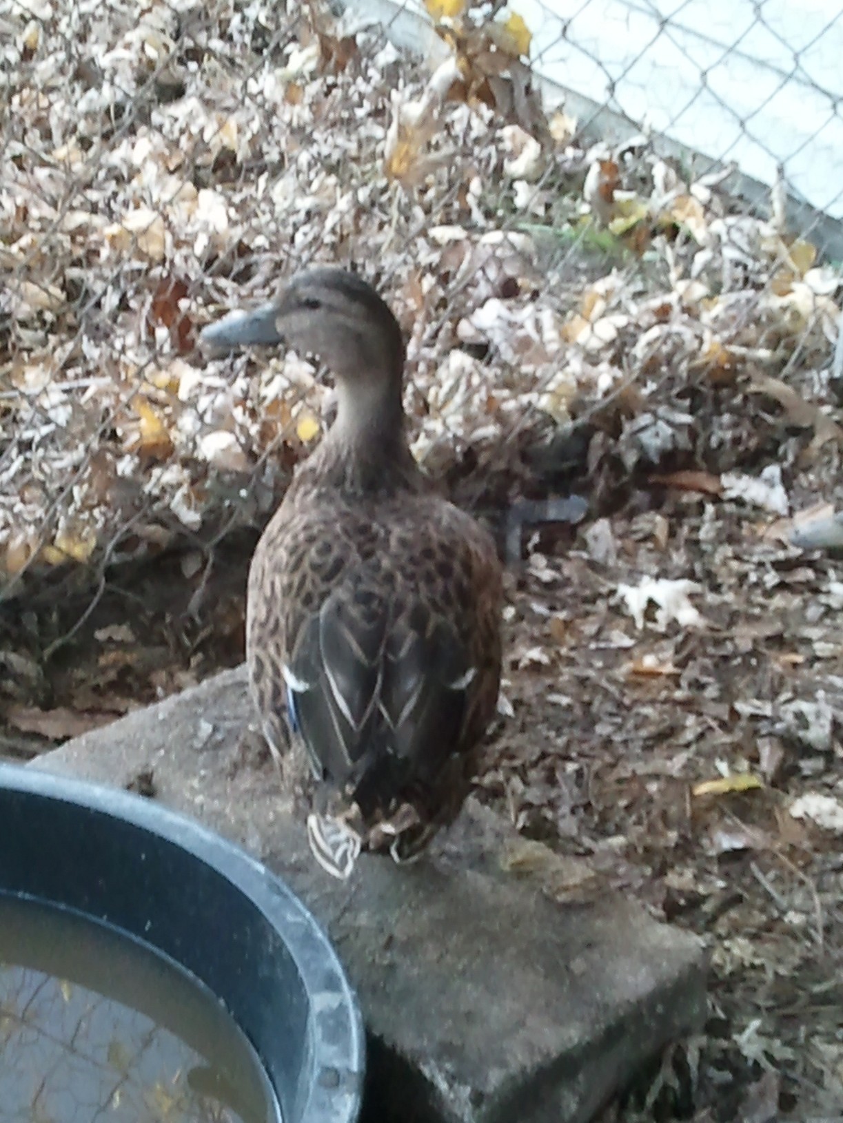 She is so beautiful,  I will name her Puddles !!