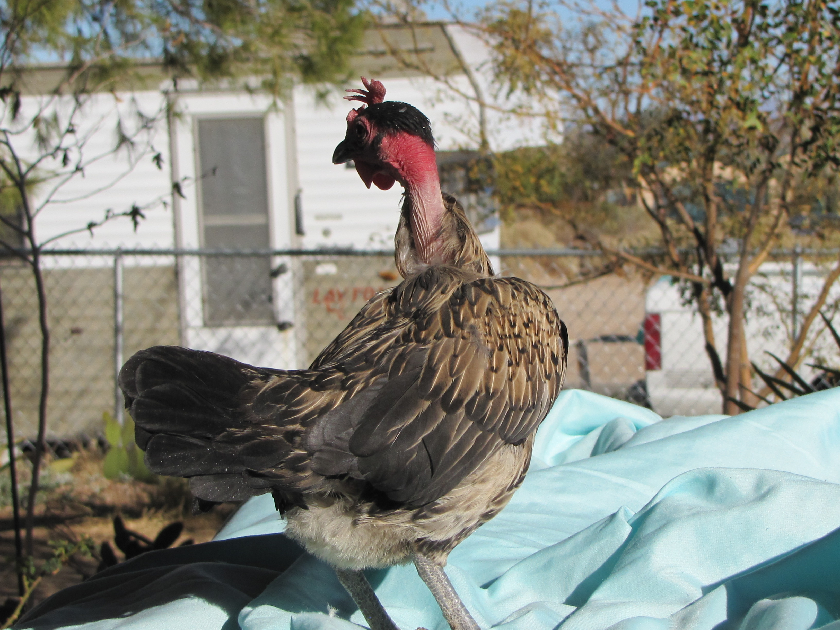 She is so little yet spunky !