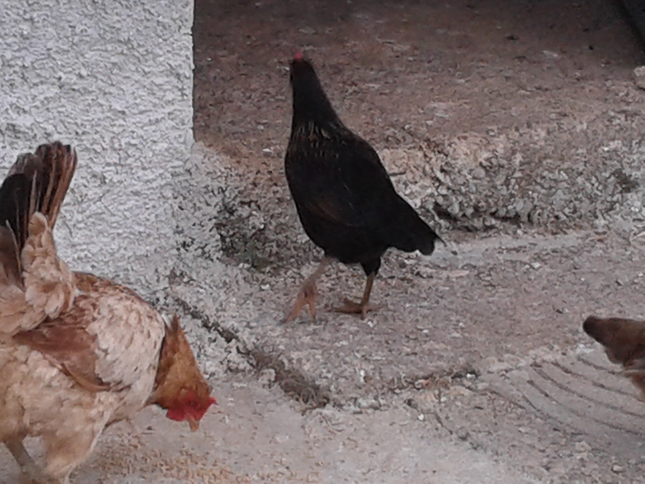 she is the lucky one who survived from the hawk in January :)