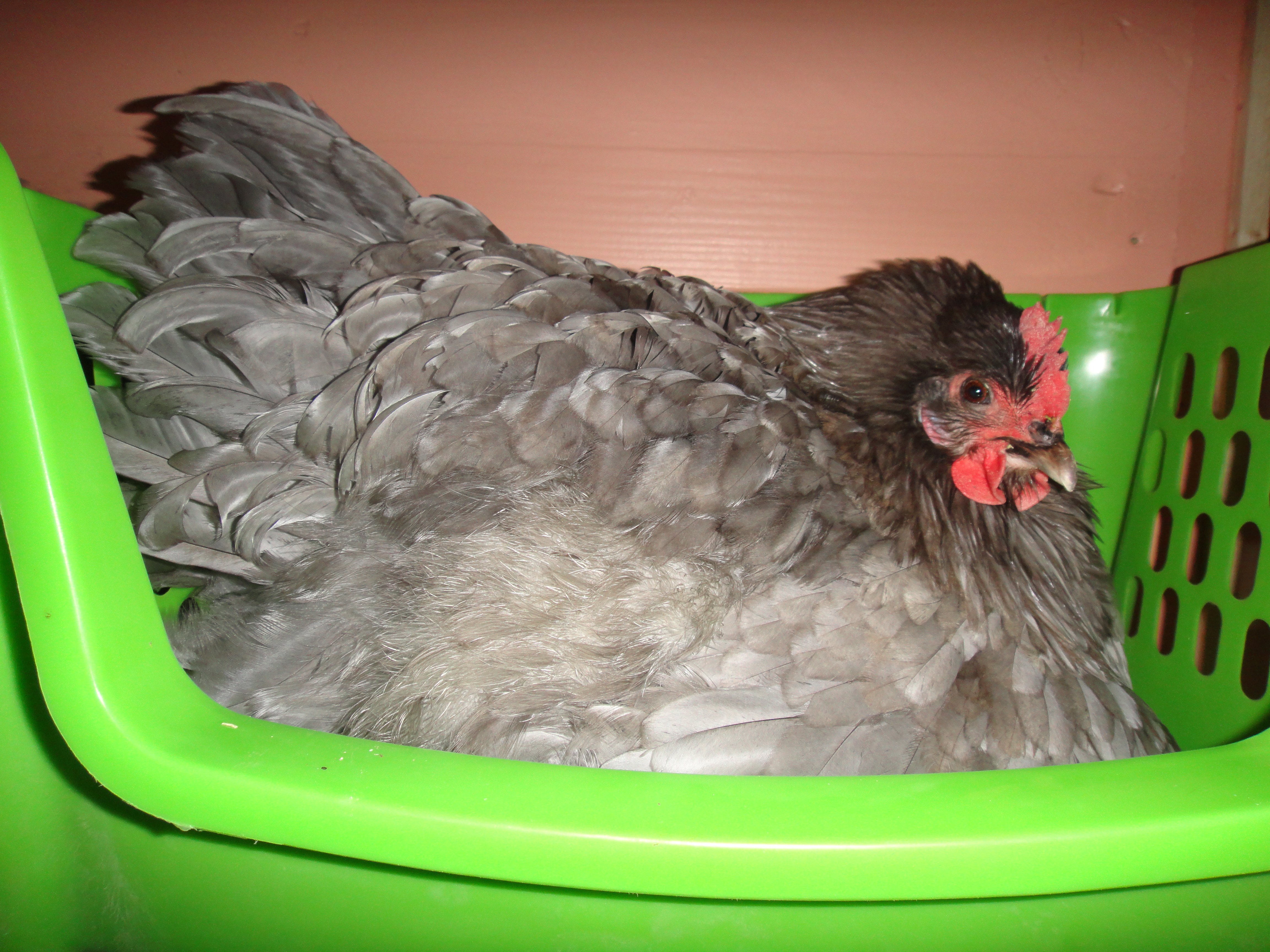 She laid her eggs on the floor all winter - I had enough and installed this next to our "real" nestbox. She liked it and it got her closer to the real nestbox. Then she went broody...