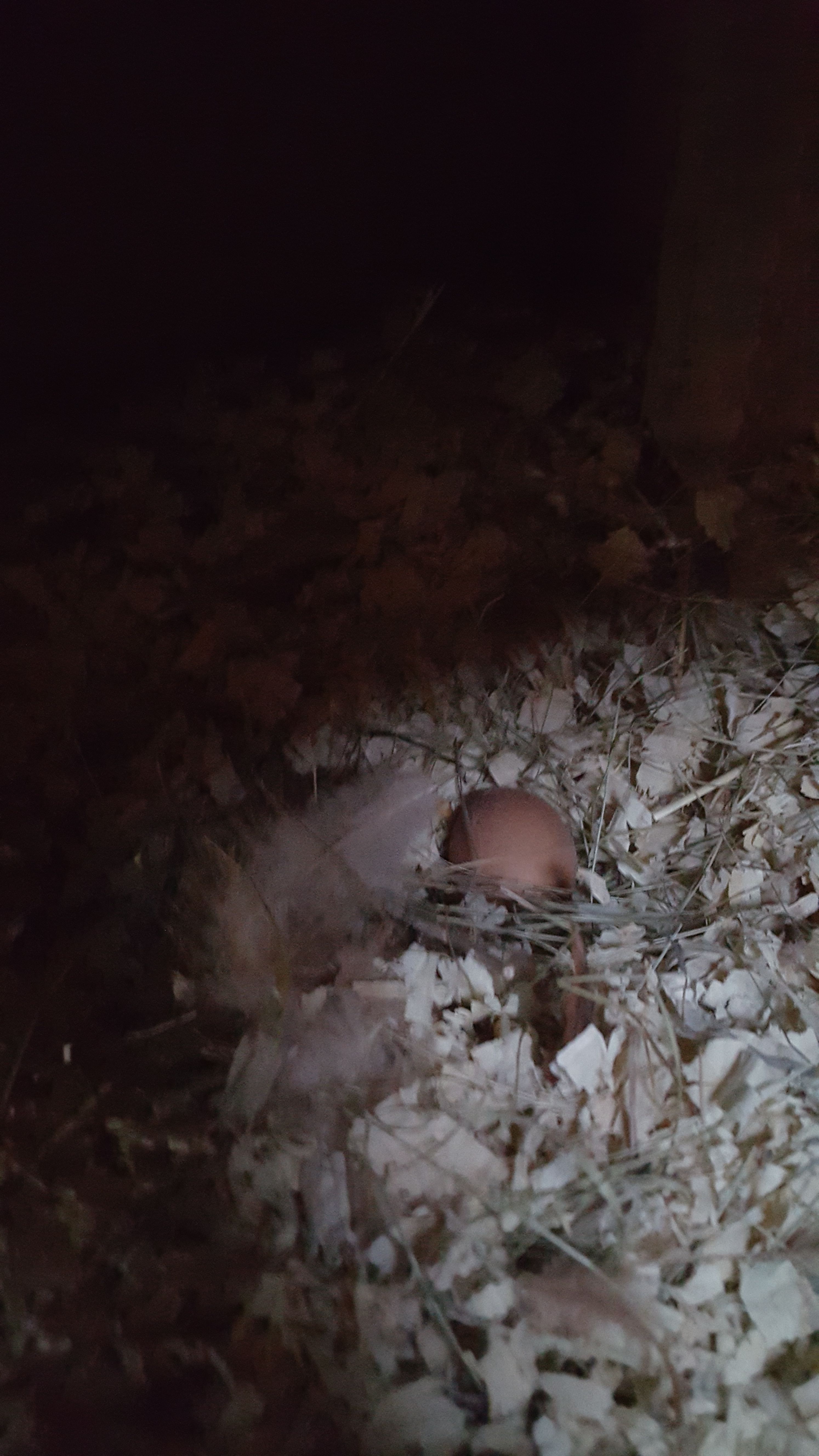 She laid it under the nesting box, but we will not complain!