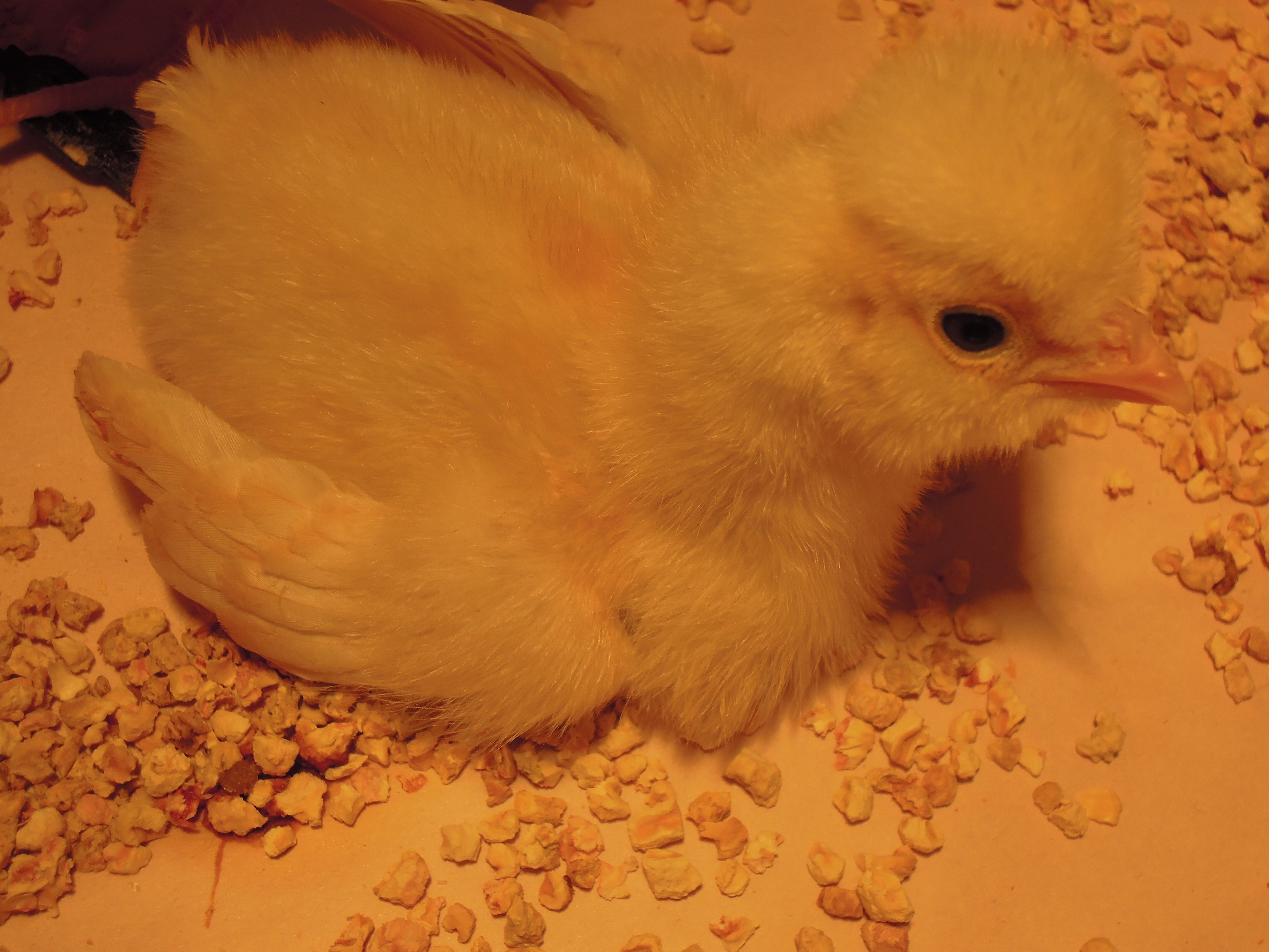 She looks like a mini-hen!