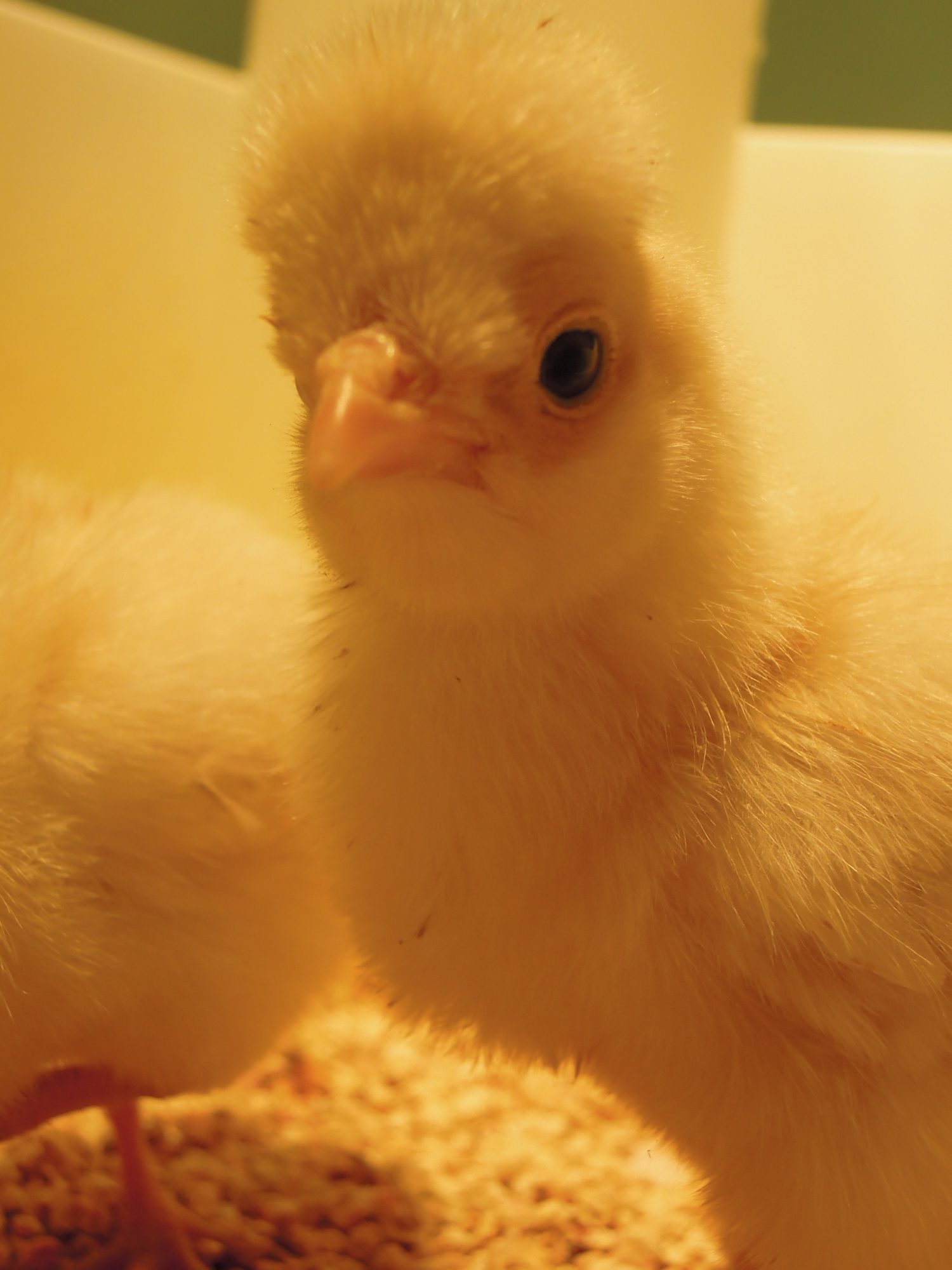 She looks so chicken-y here!