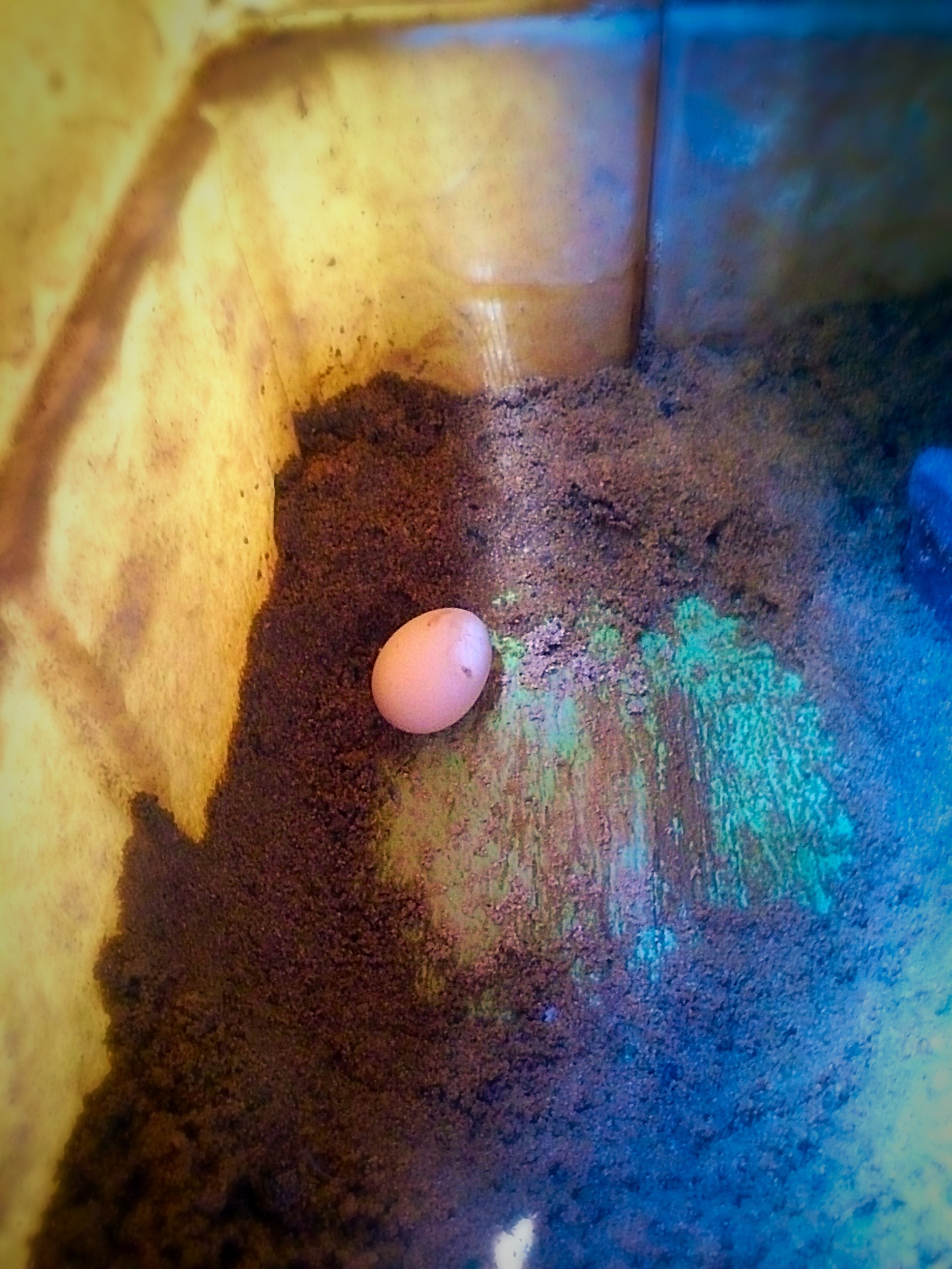 She missed her nest, but I'm happy to have an egg!