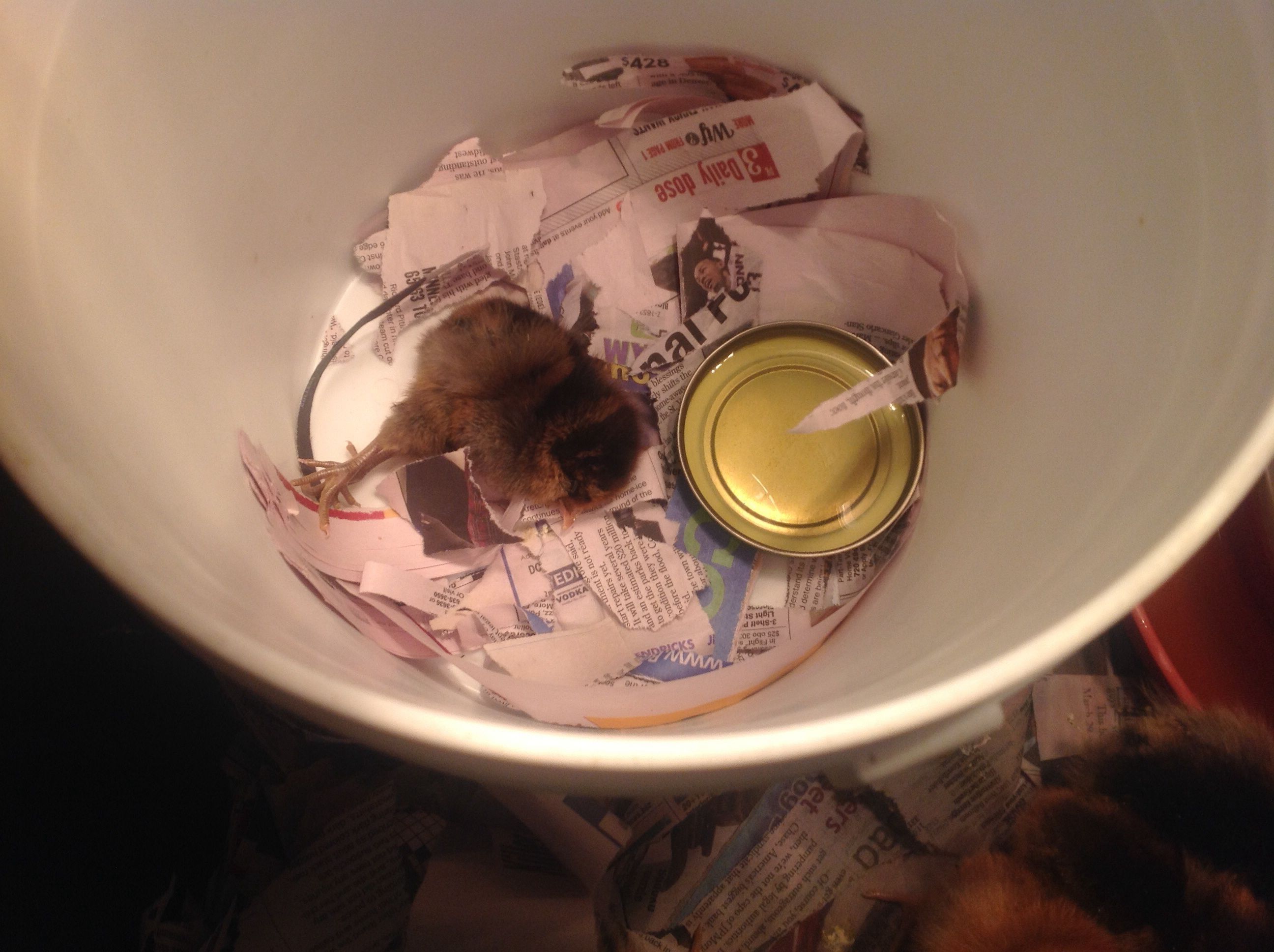 She napped after two crickets and water